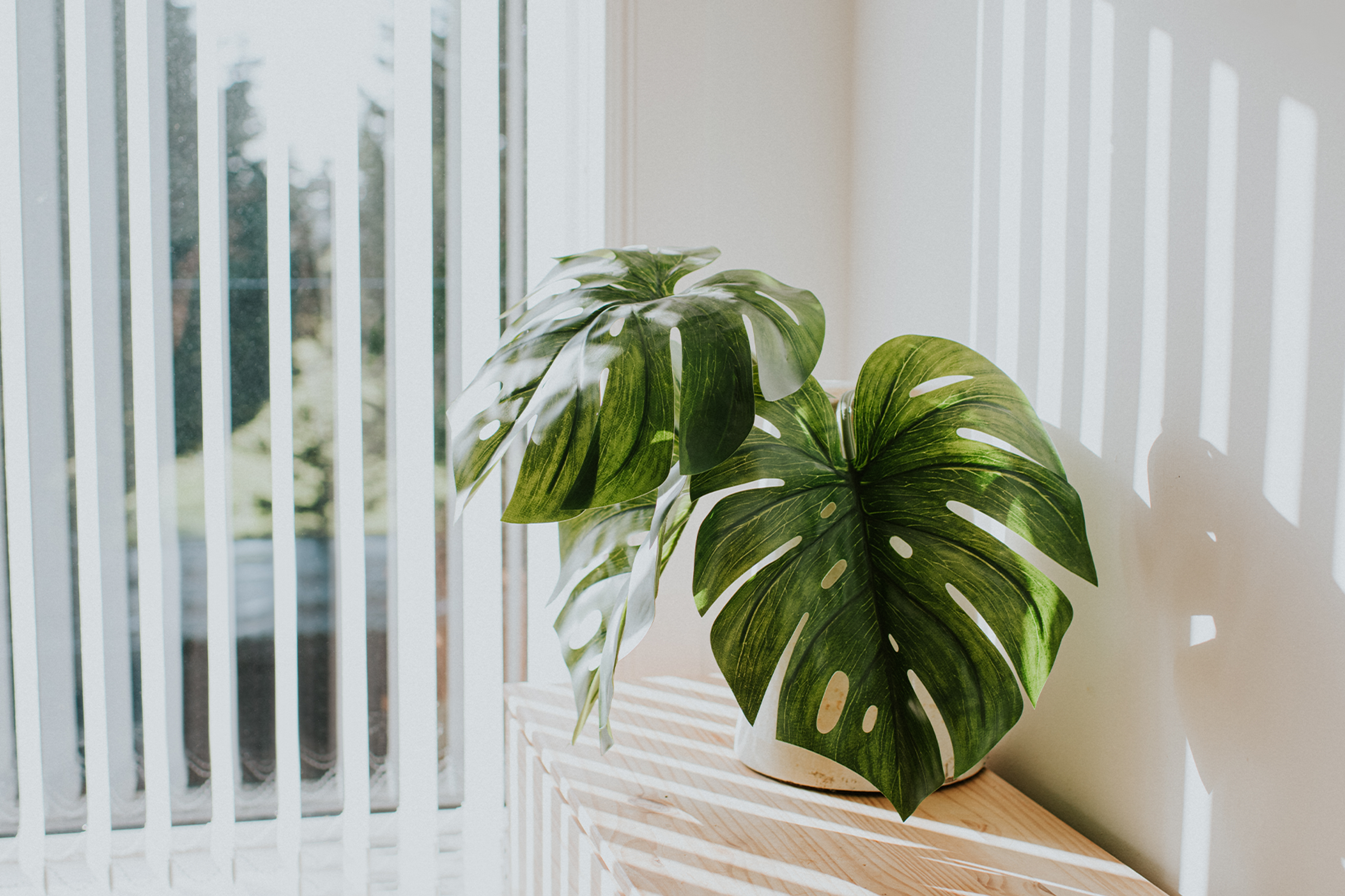 En grønn monstera i en hvit potte står på en trebenk ved et vindu med persienner. Sollyset danner lyse striper over planten, benken og veggen.