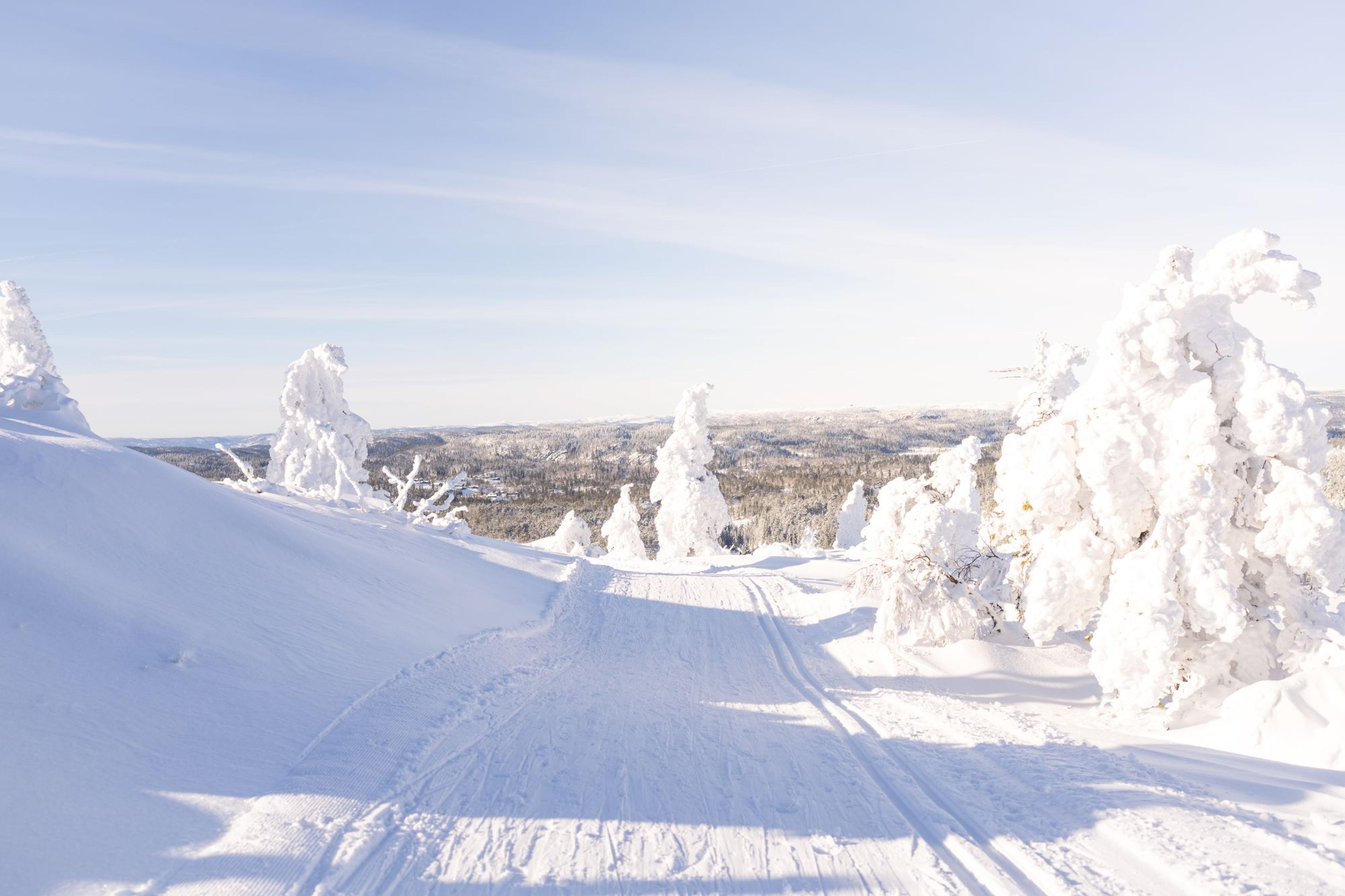 Vinterbilde fra heia med snø på vei og trær