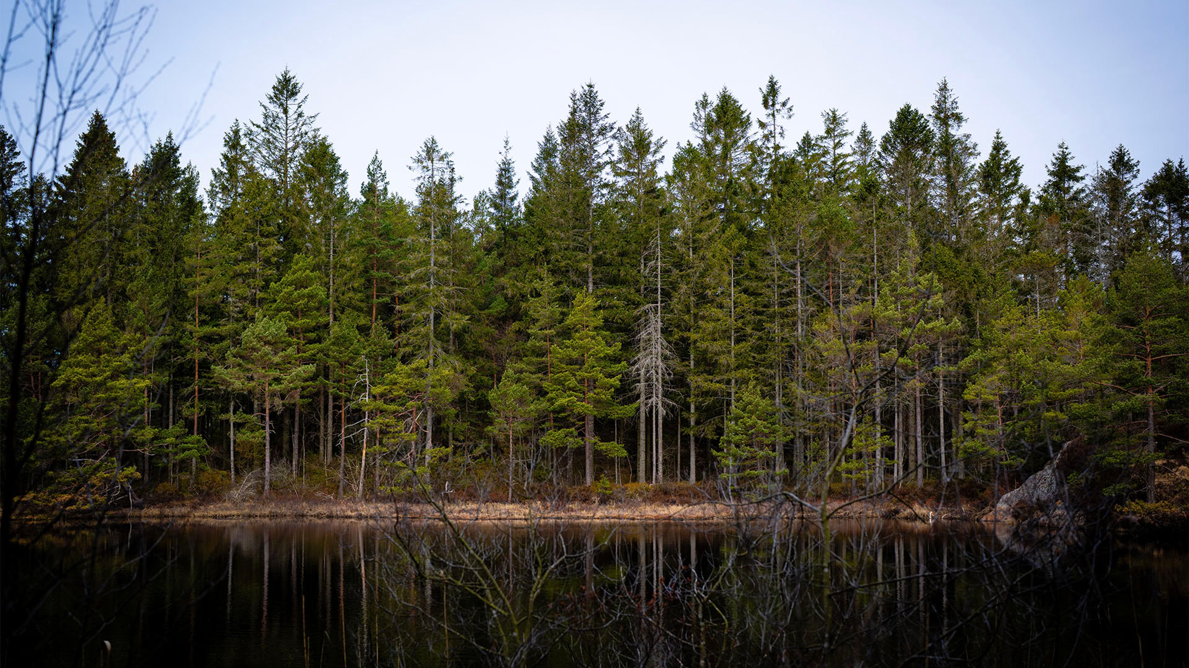Naturbilde av blå himmel, skog og vannkant