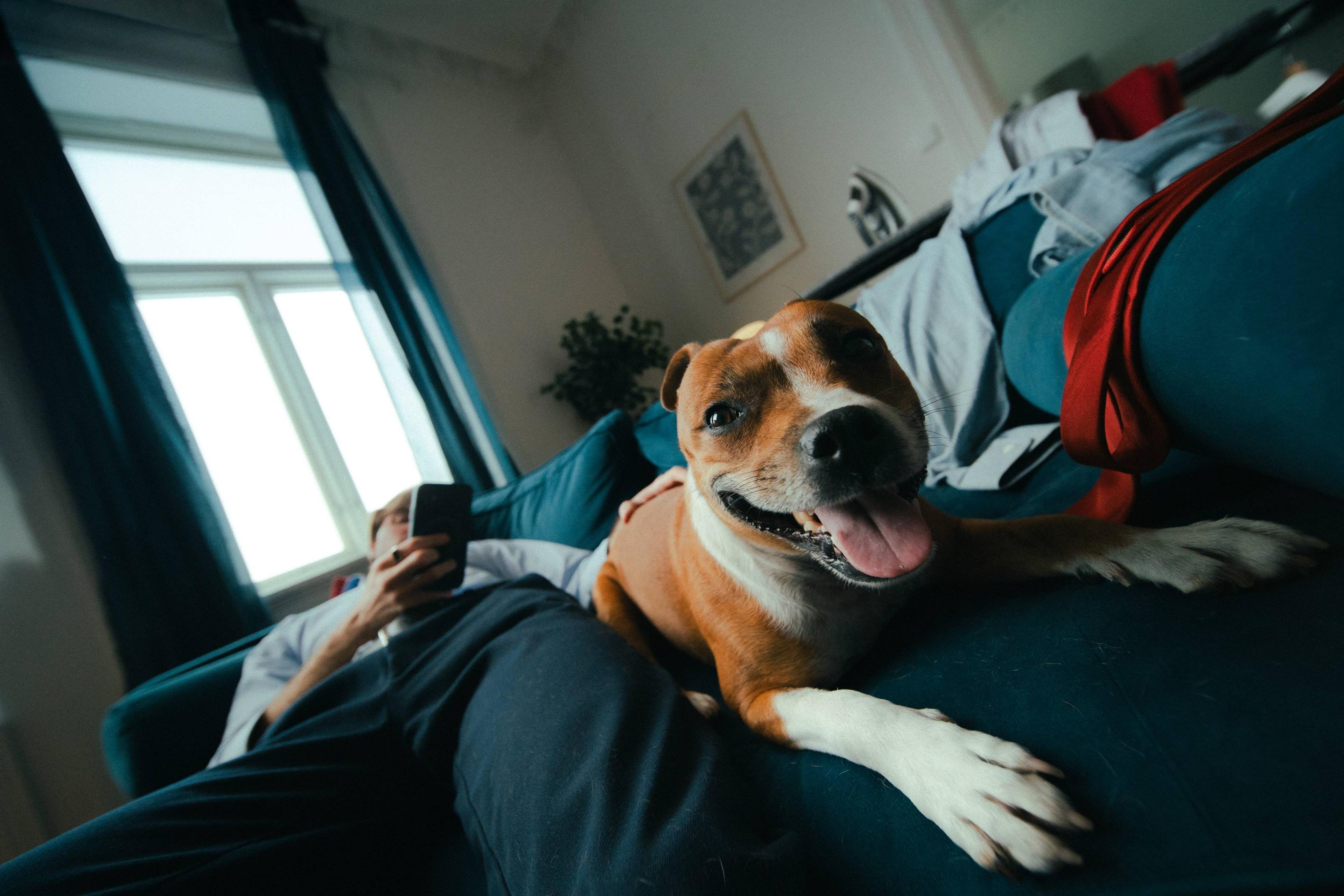 En brun og hvit hund ligger fornøyd med tungen ute på en blå sofa, mens en person slapper av med mobilen i bakgrunnen.