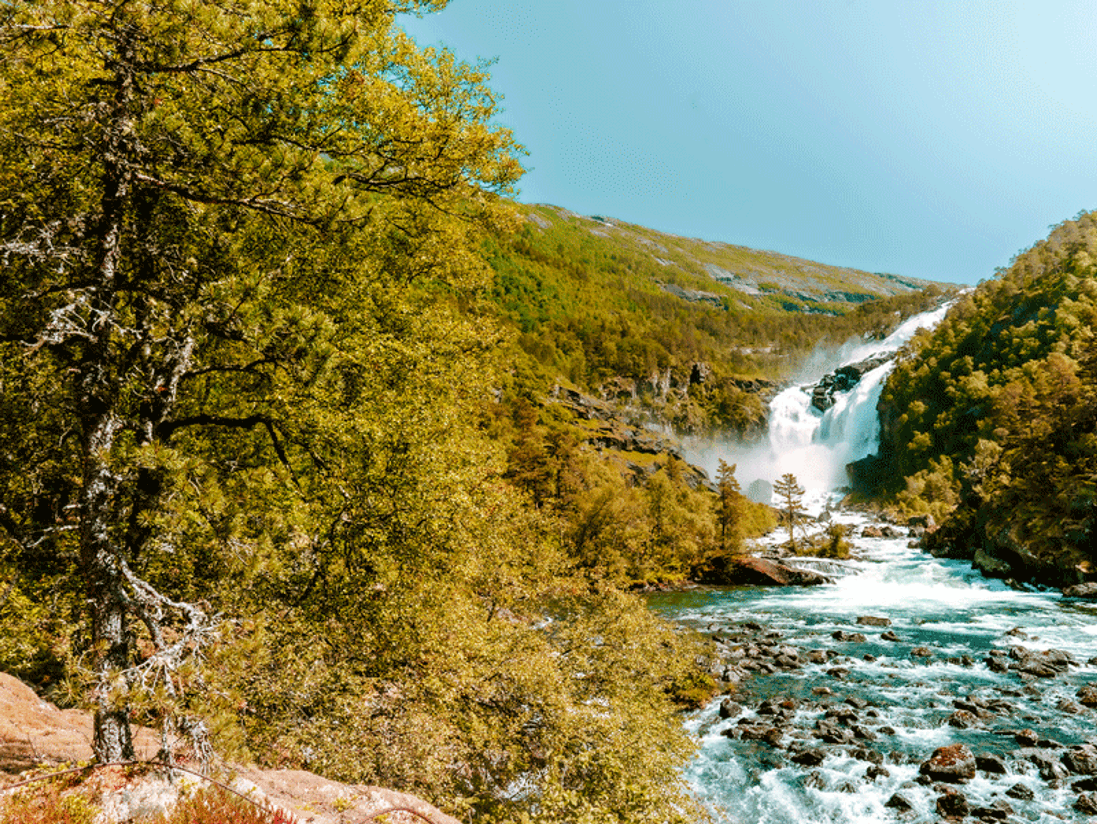 En kraftig foss i Kinsarvik renner ned mellom skogkledde fjellsider og videre ut i en stri, turkis elv under en klar blå himmel.