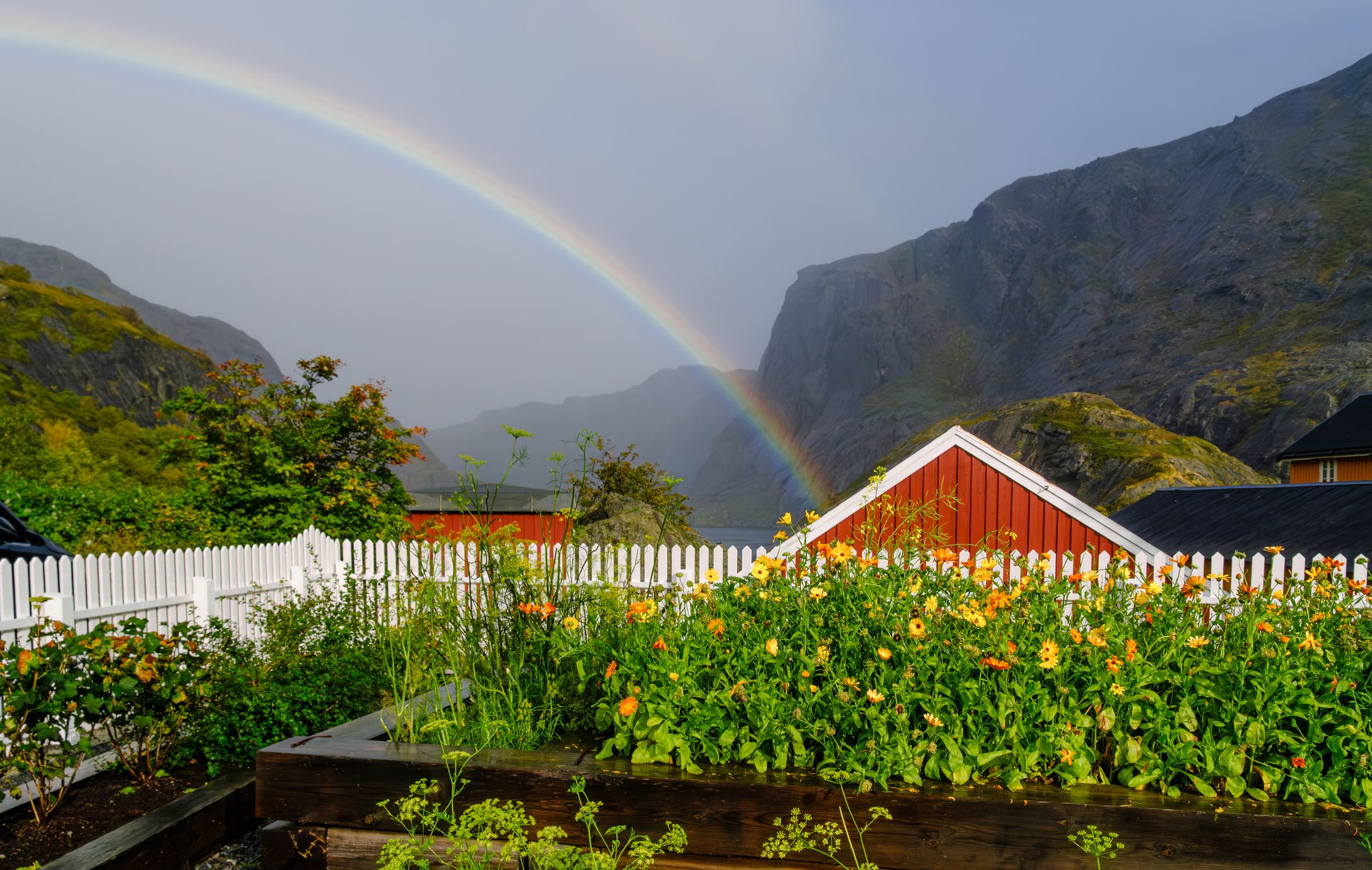 En regnbue strekker seg over bratte, tåkelagte fjell bak en frodig blomsterhage med hvitt stakittgjerde og røde trehus.