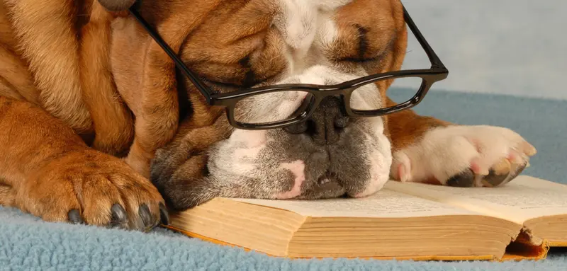 I'm not trying to accuse anyone, and I've just said it's not a competition, but this dog is probably better at resting than you.