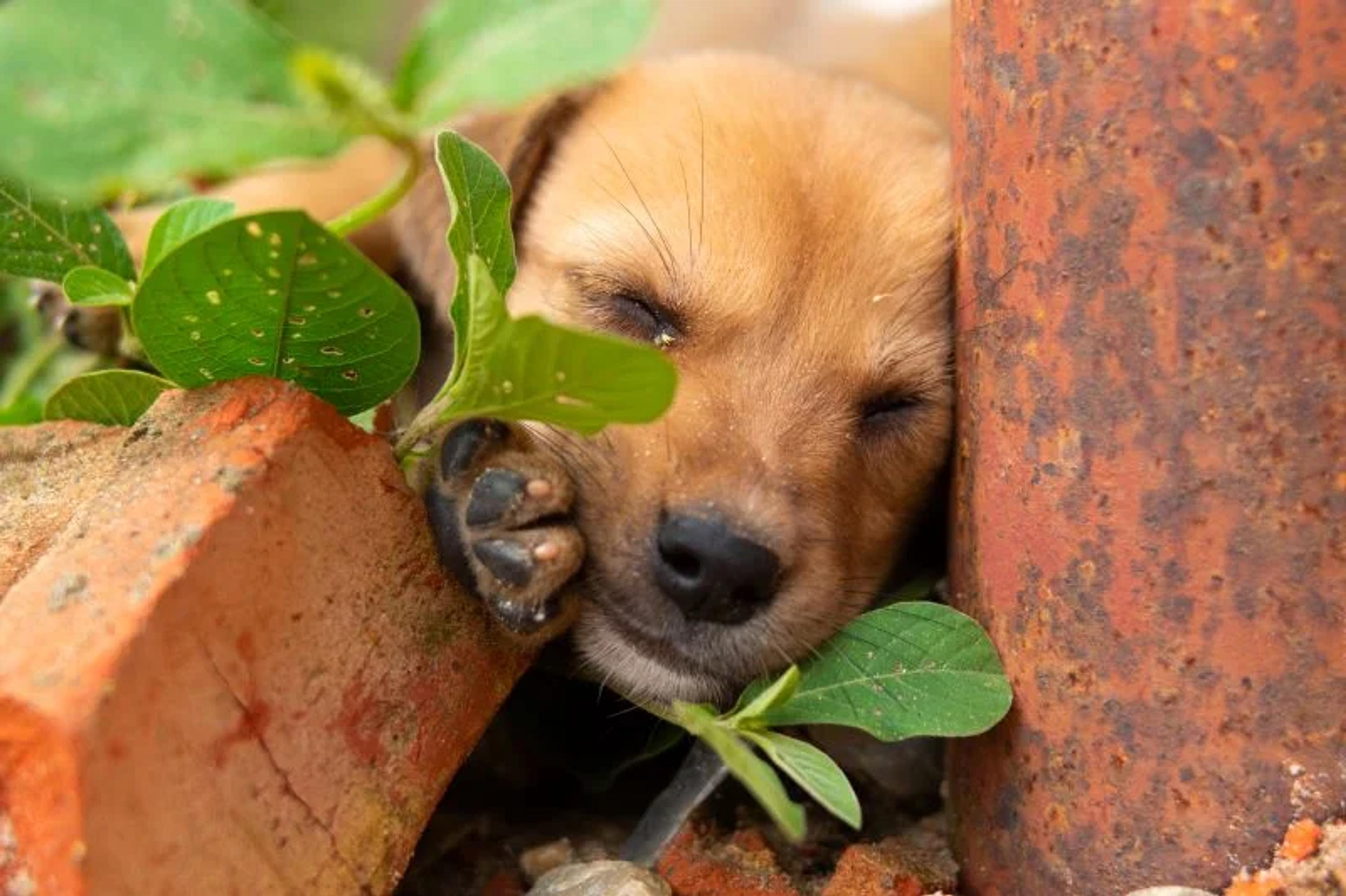 Relocating puppies found on side of road to safety. 