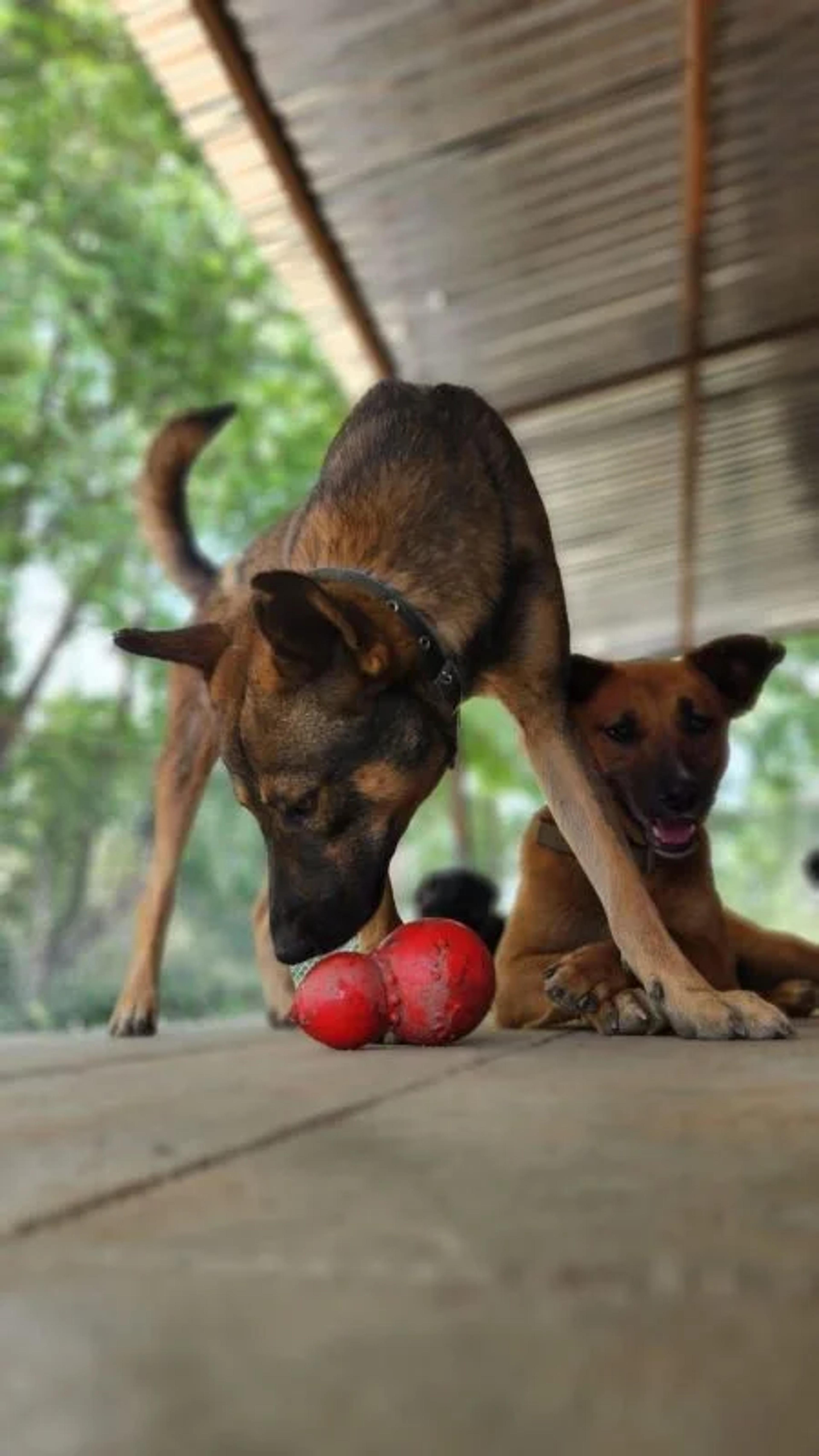 Daffie and Tara, two rescue dogs available for adoption at the MMF care center in Nepal 