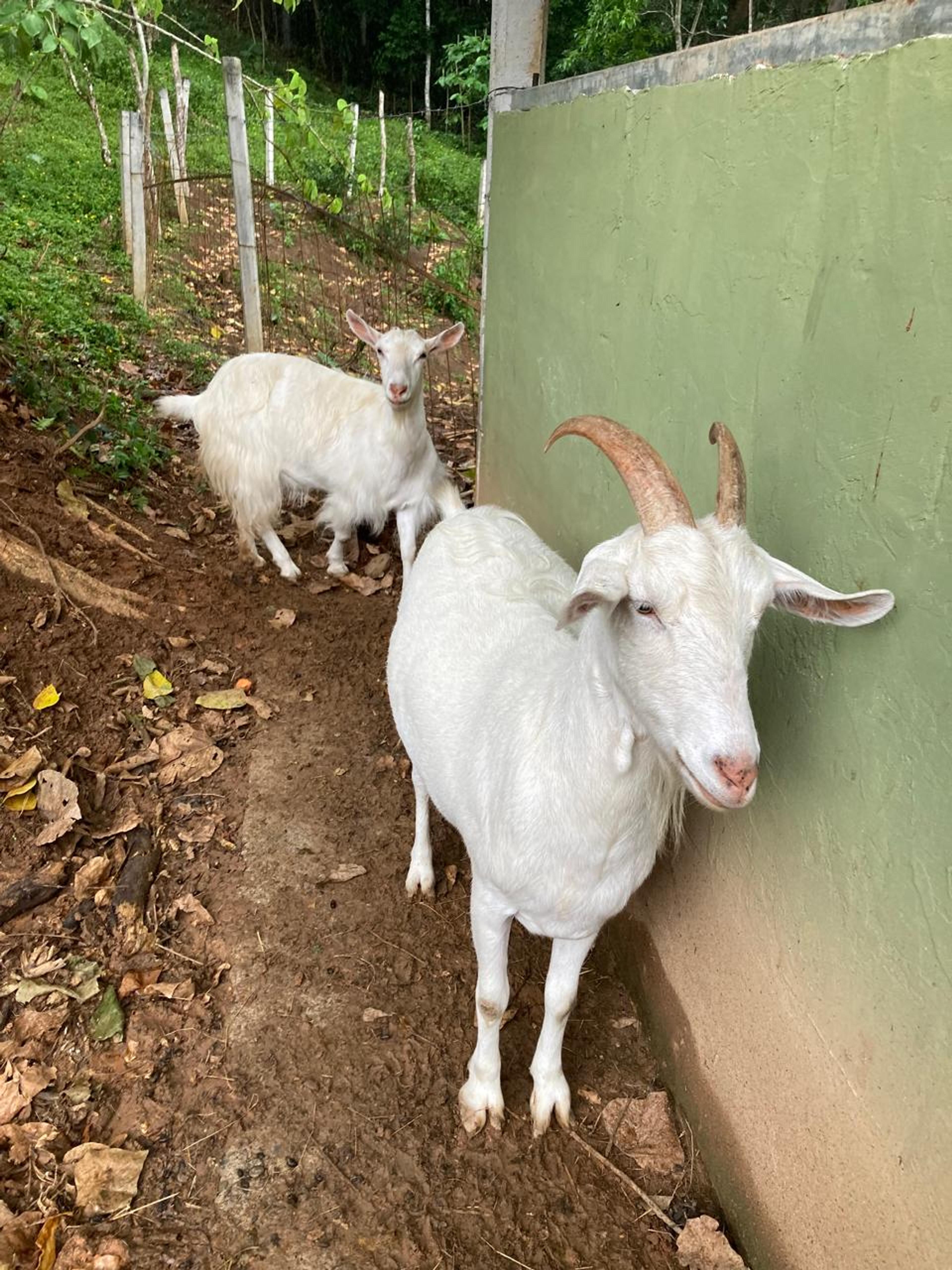Rescue Goats at Costa Rica Sanctuary, Serena and Paloma