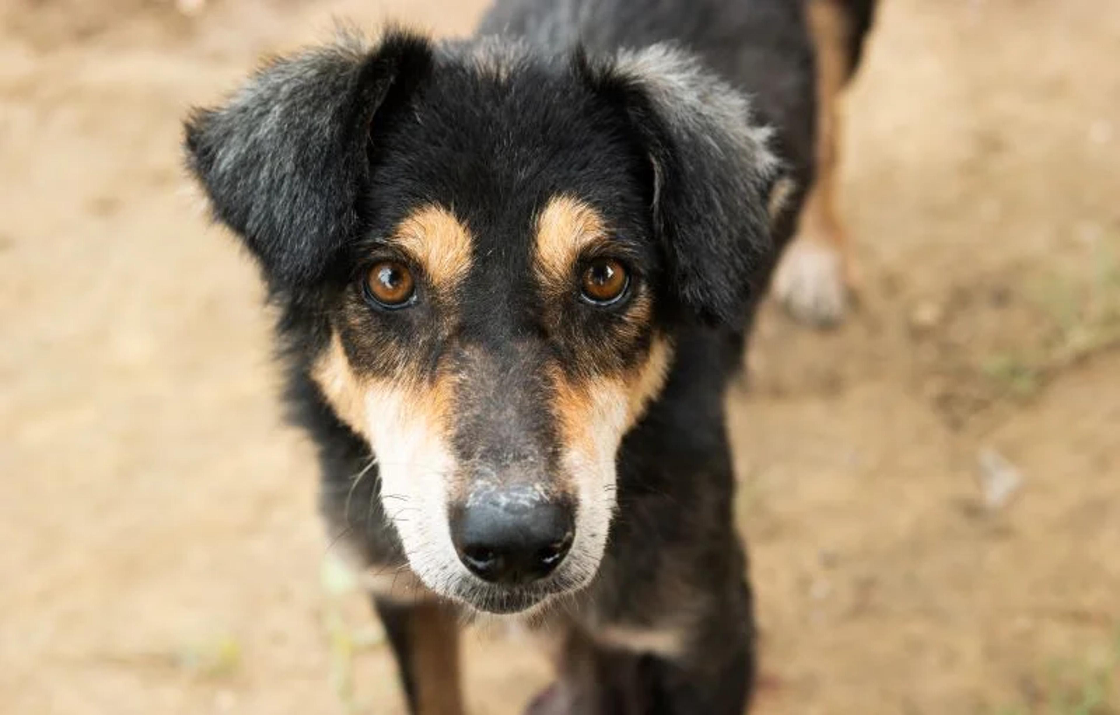 Phoenix before tumor removal surgery, Gulariya, Nepal 