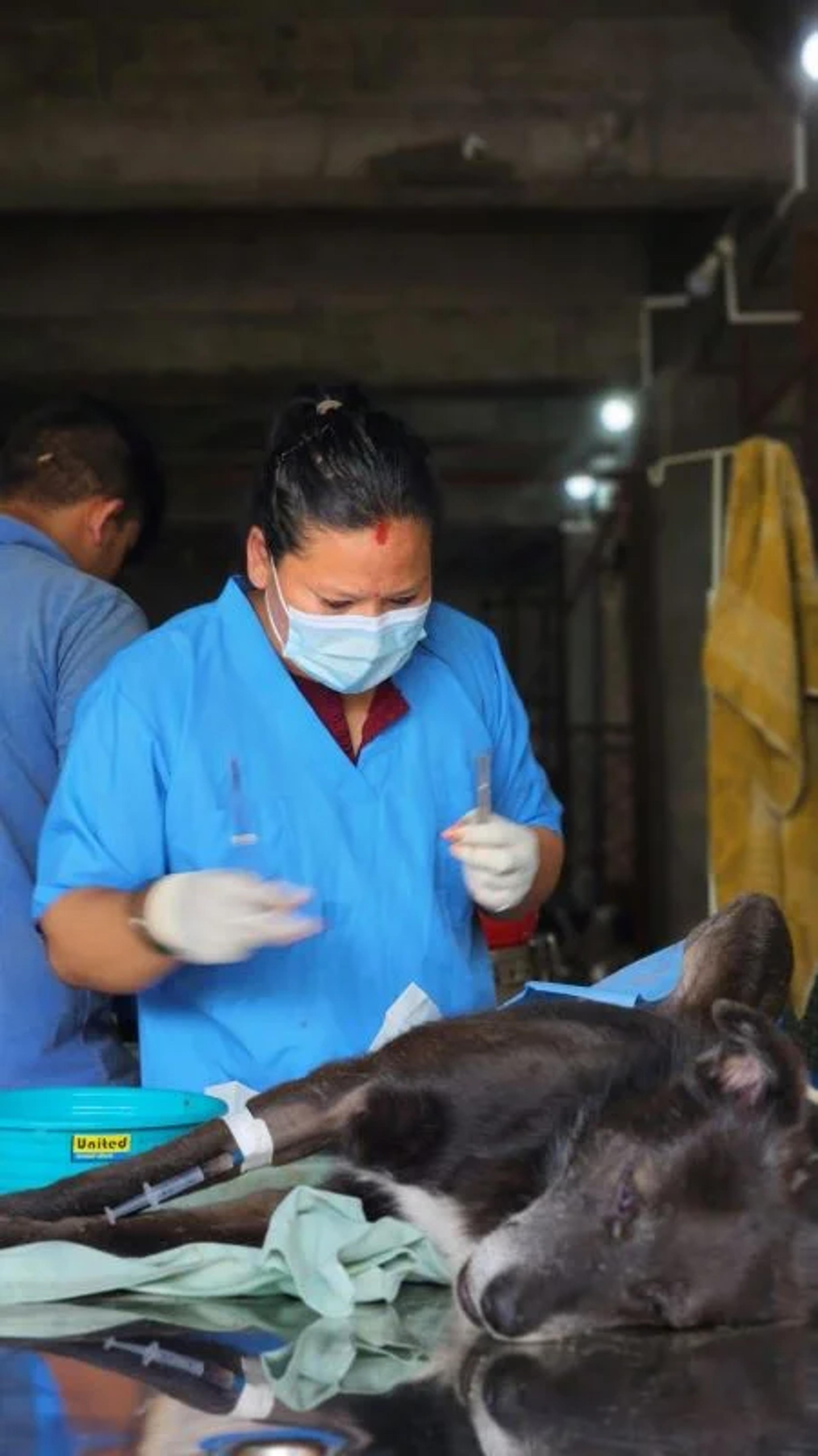  MMF veterinary surgical training and sterilization camp in Nepal 