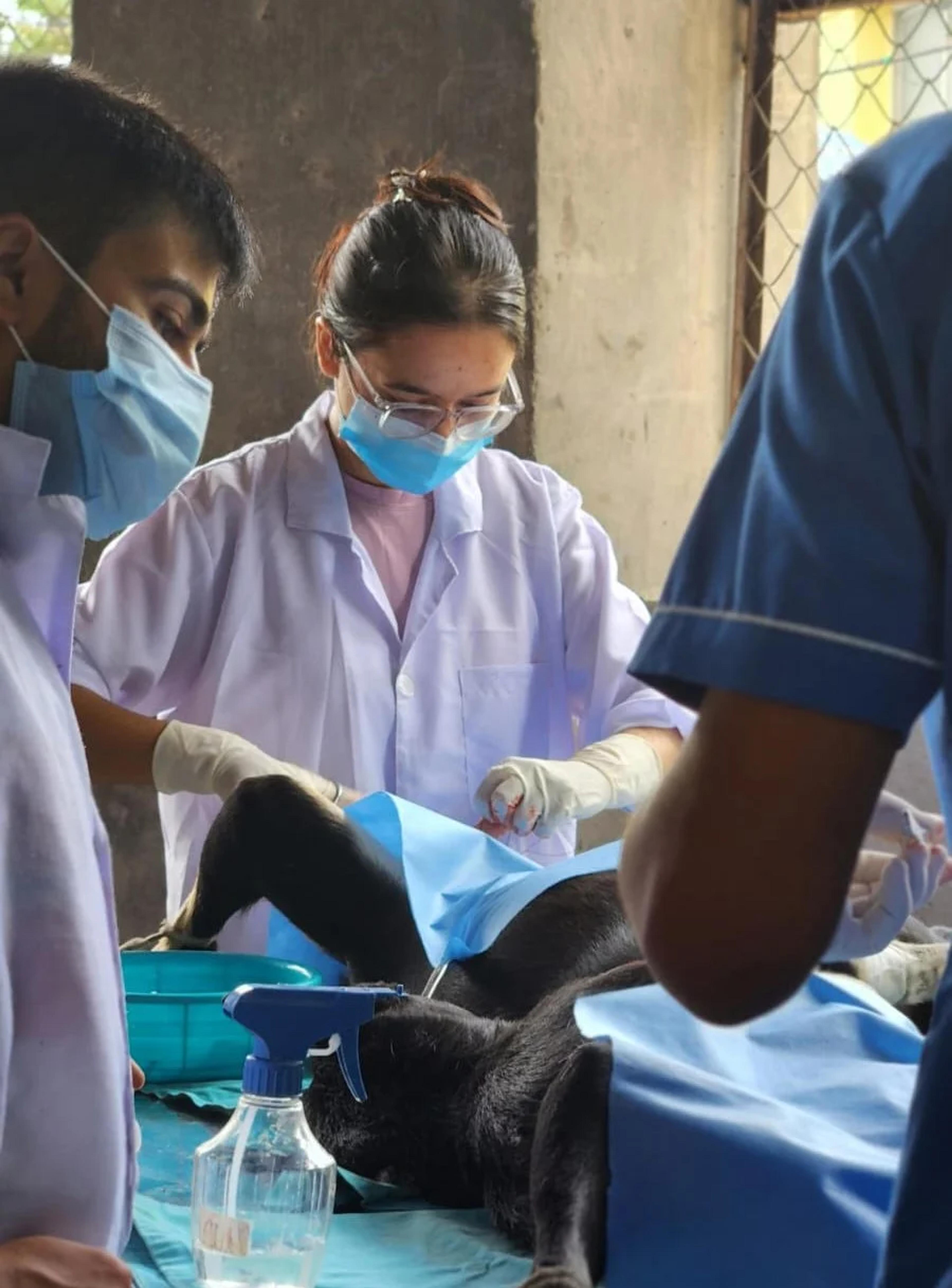 Young vets receiving training on minimally invasive sterilization techniques. 