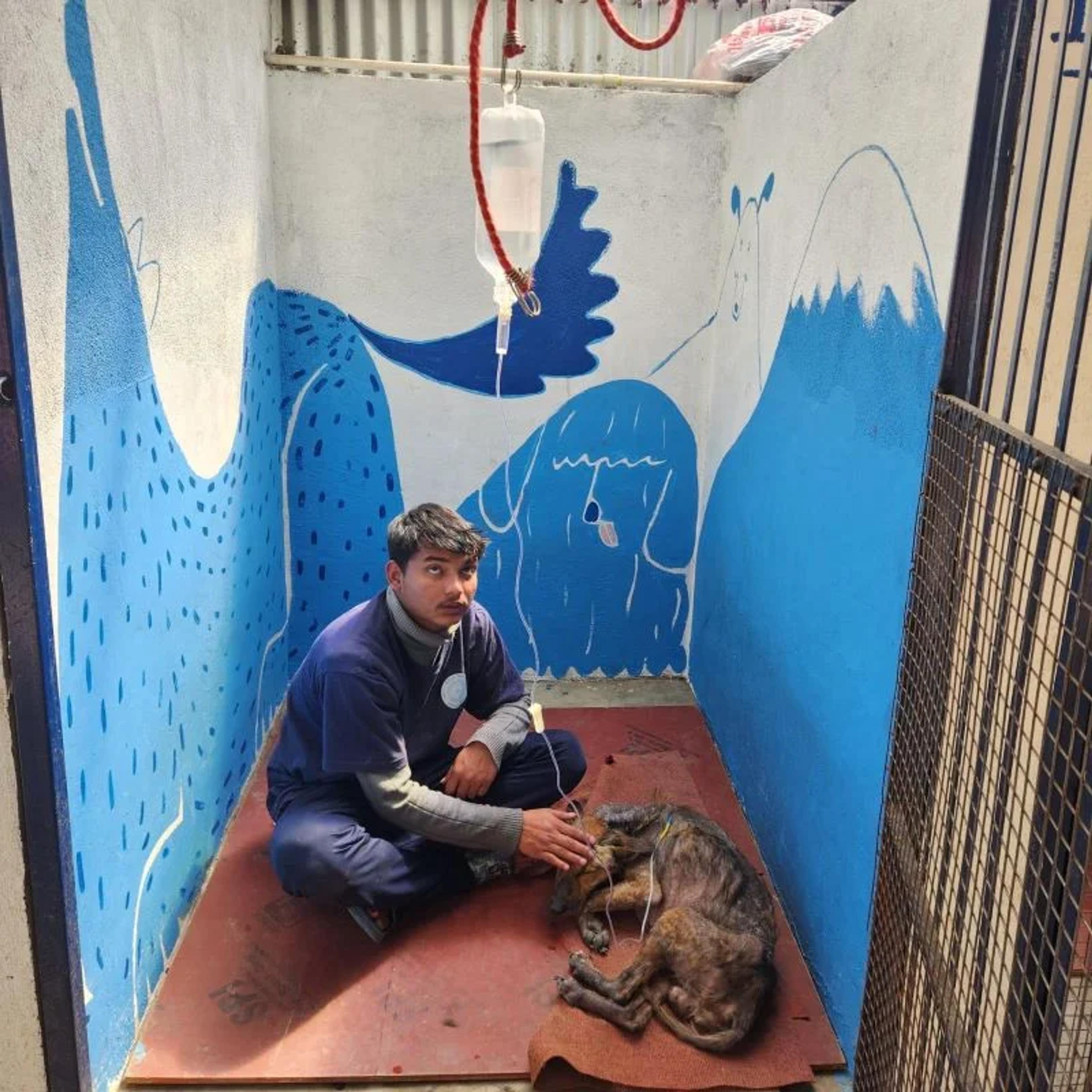 Animal Rescue
