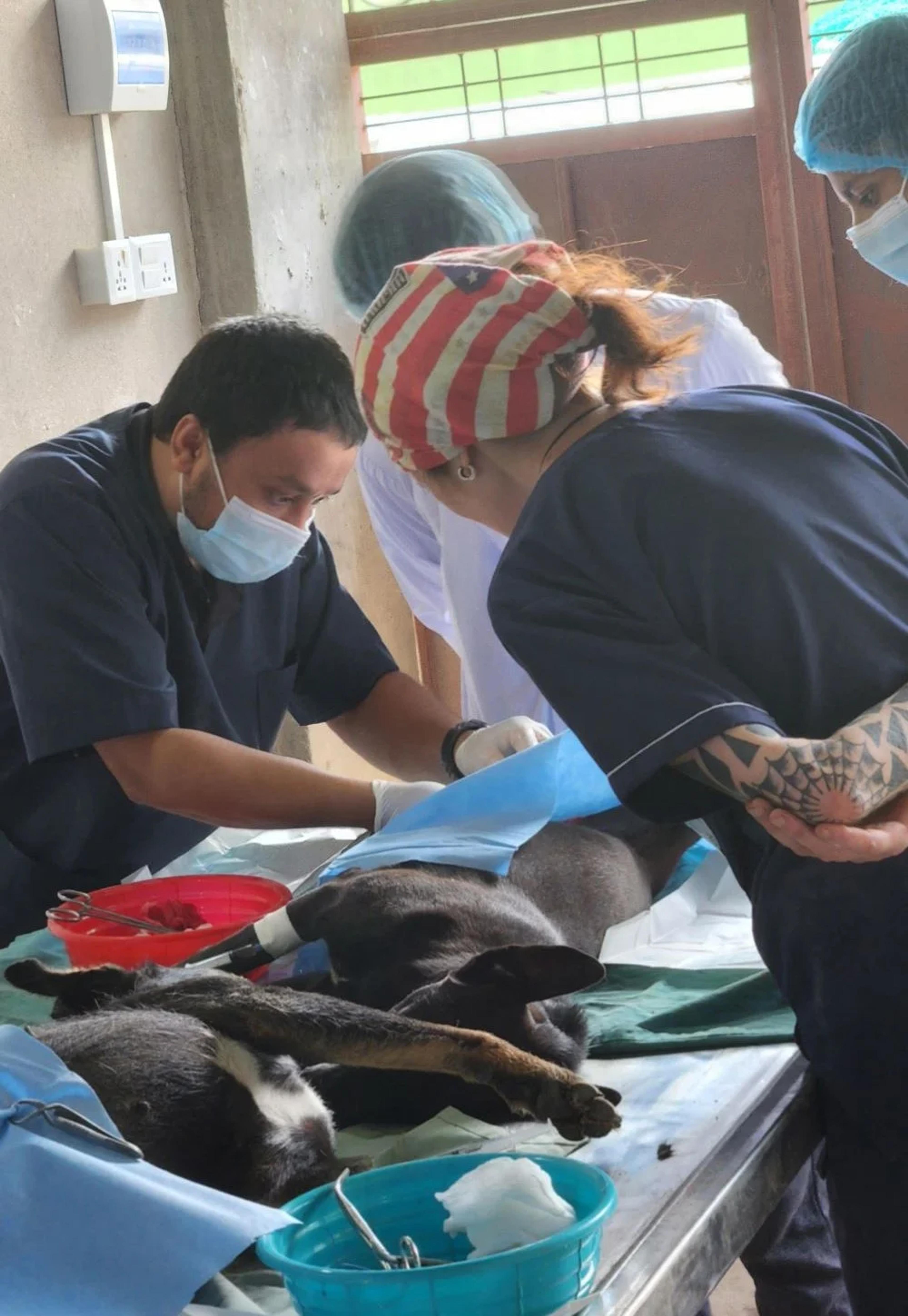 Dr. Ekaterina Boyko and Dr. Sunil Thapa overseeing veterinary surgical training 