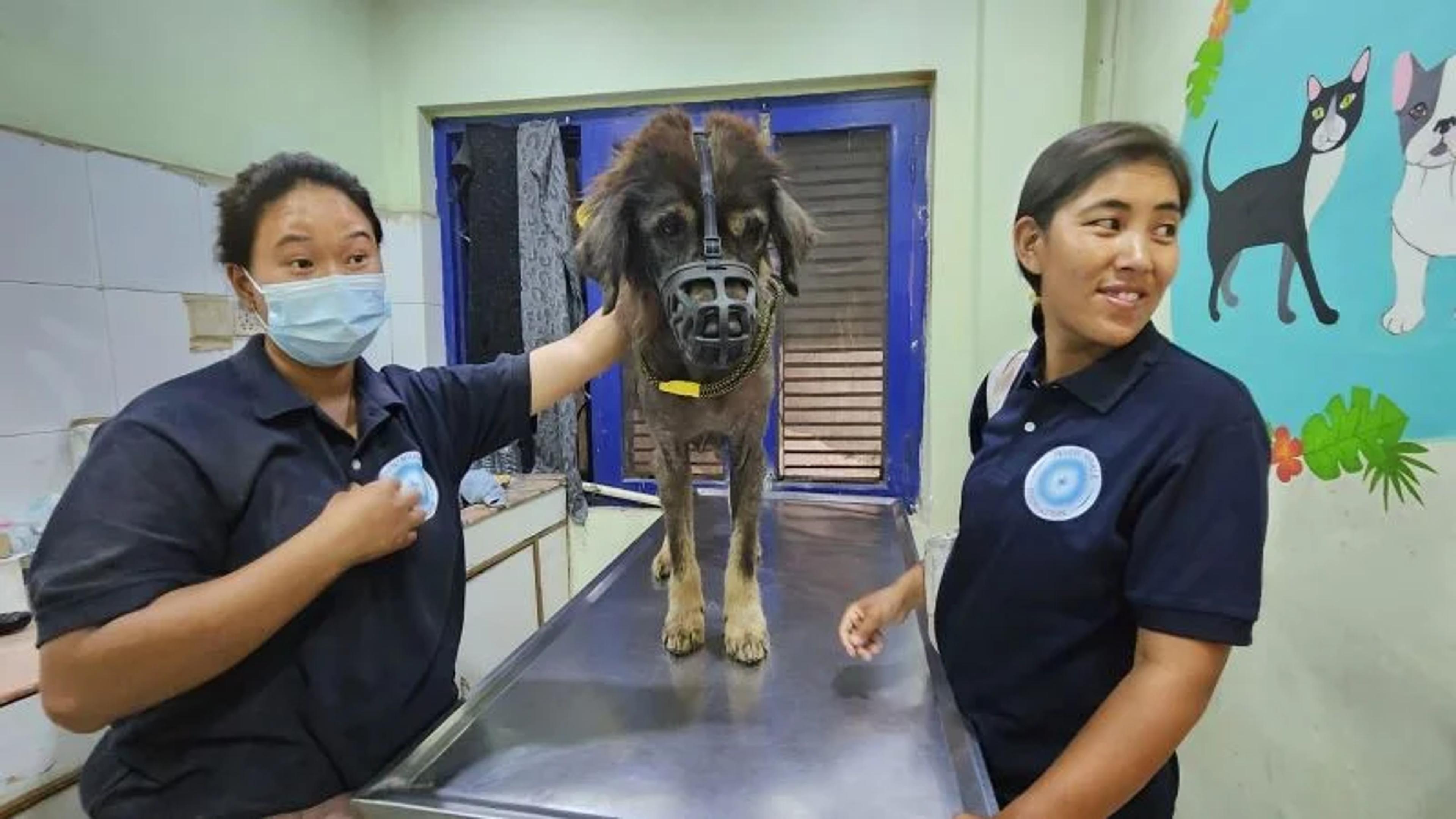 Kilamu and Junu from MMF Nepal taking Mufasa to the hospital 