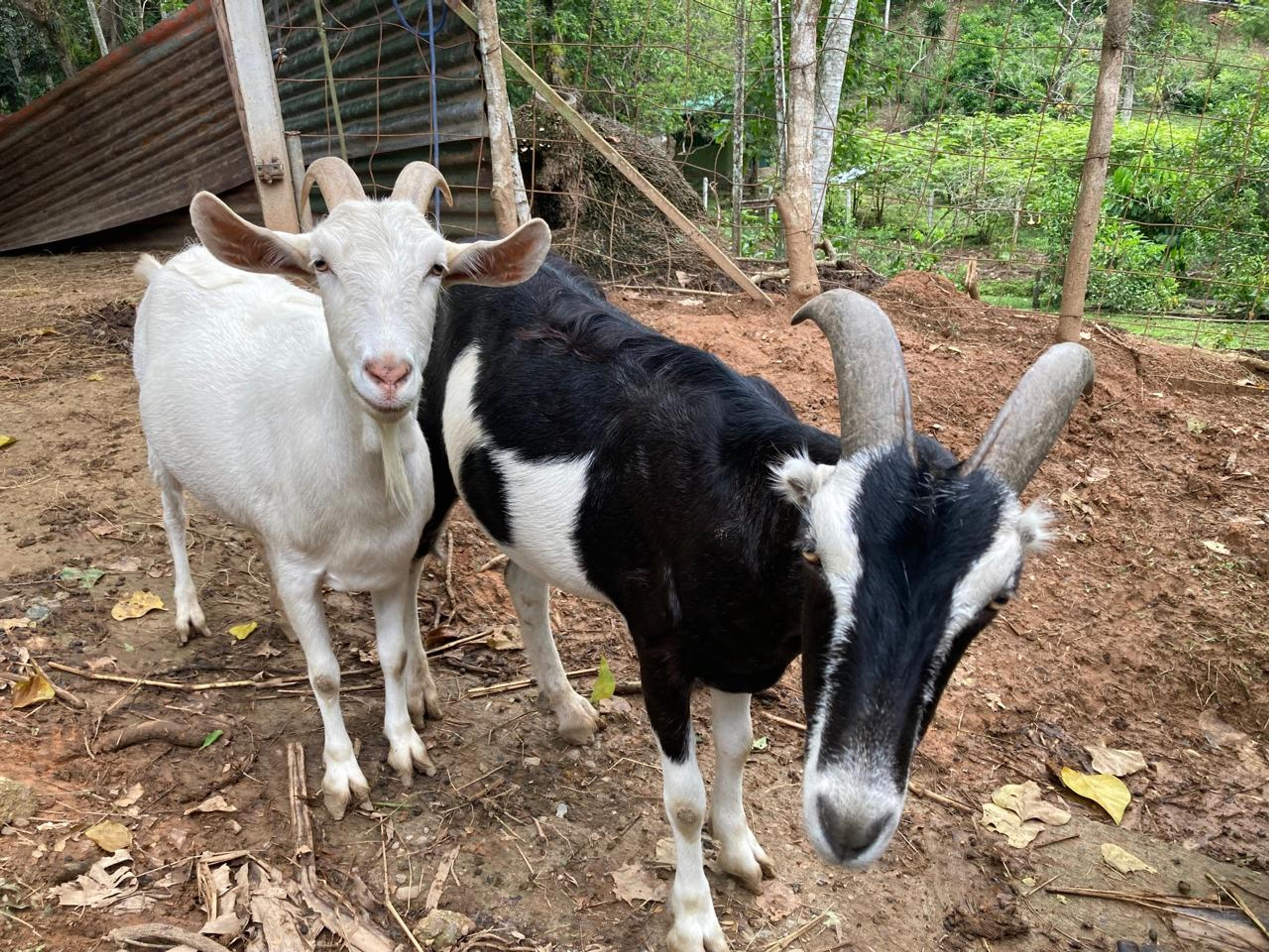Costa Rica Sanctuary: Serena and Lucero! 