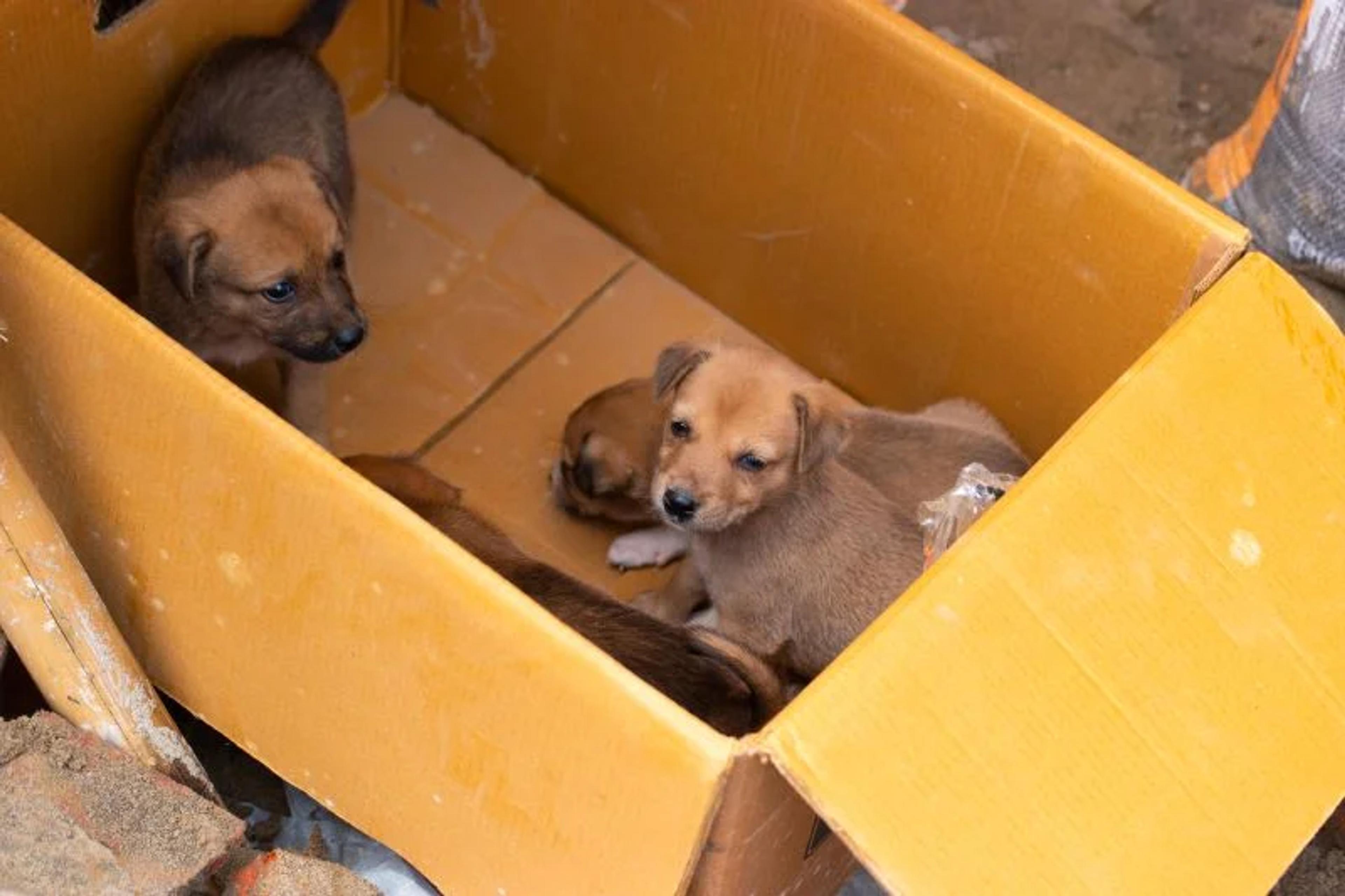 Relocating a litter of puppies to safety 