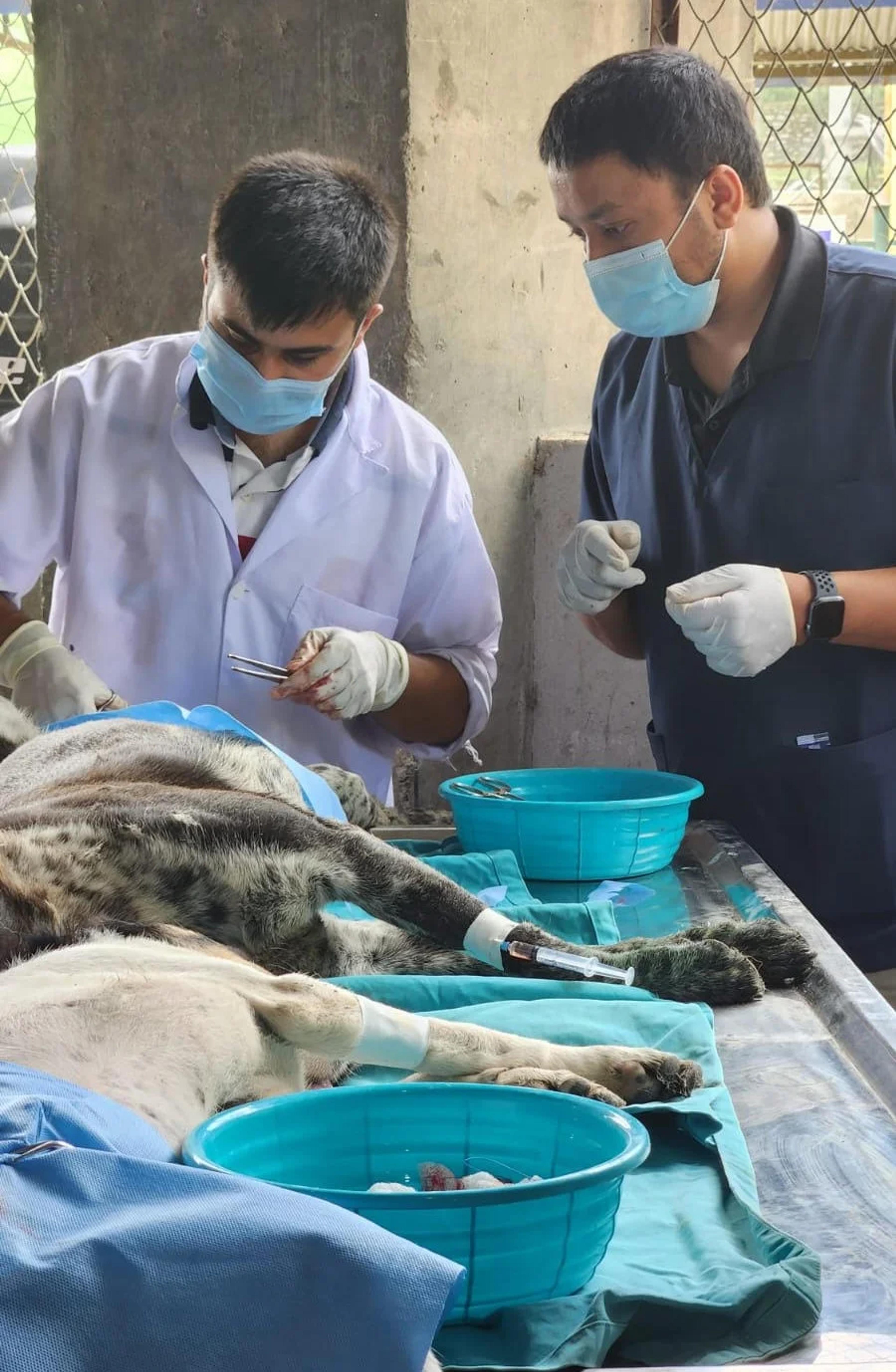 Sterilizarion camp and veterinary course for young vets in Nepal.