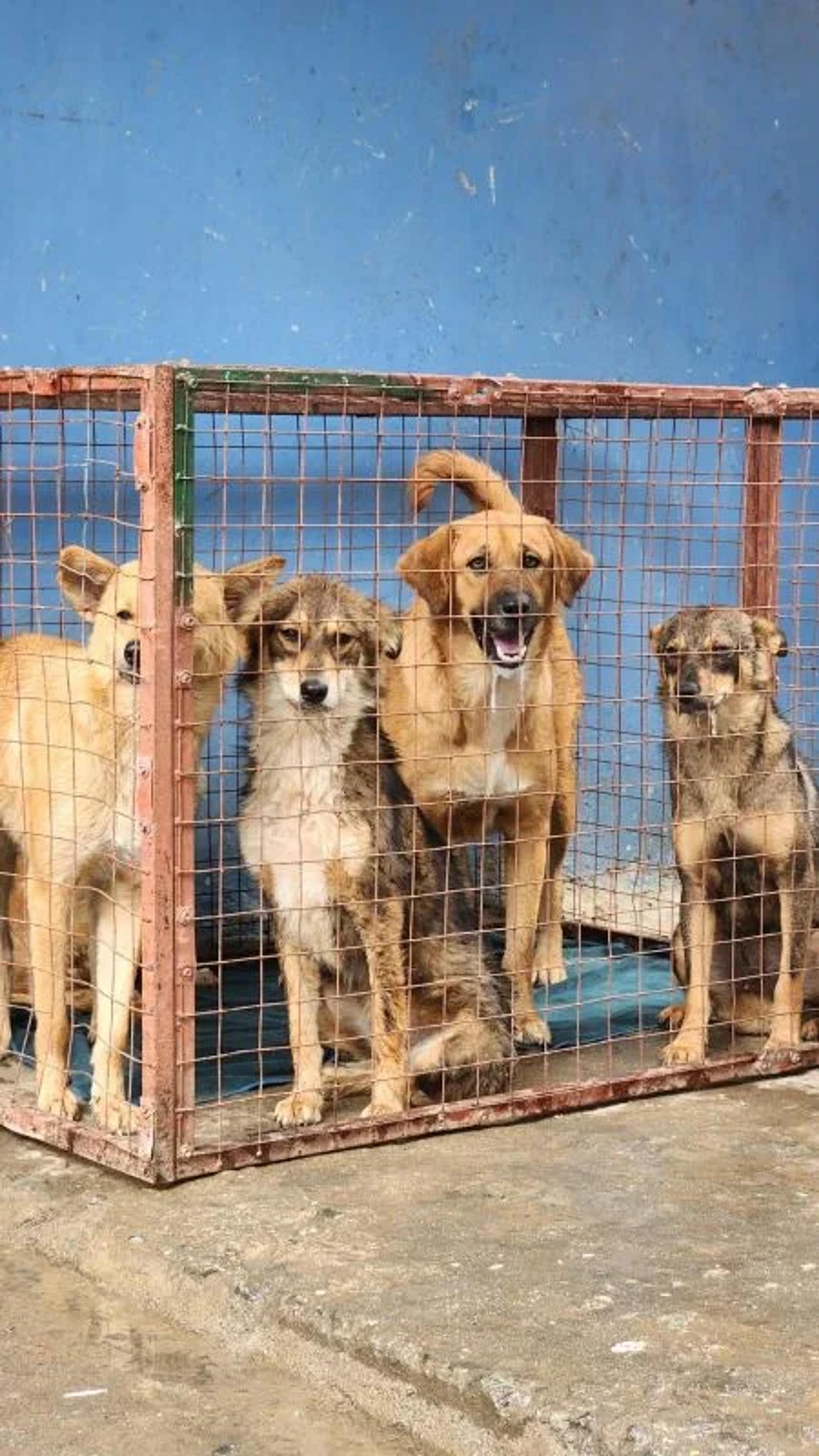 Dogs awaiting sterilization through the MMF community sterilization program 