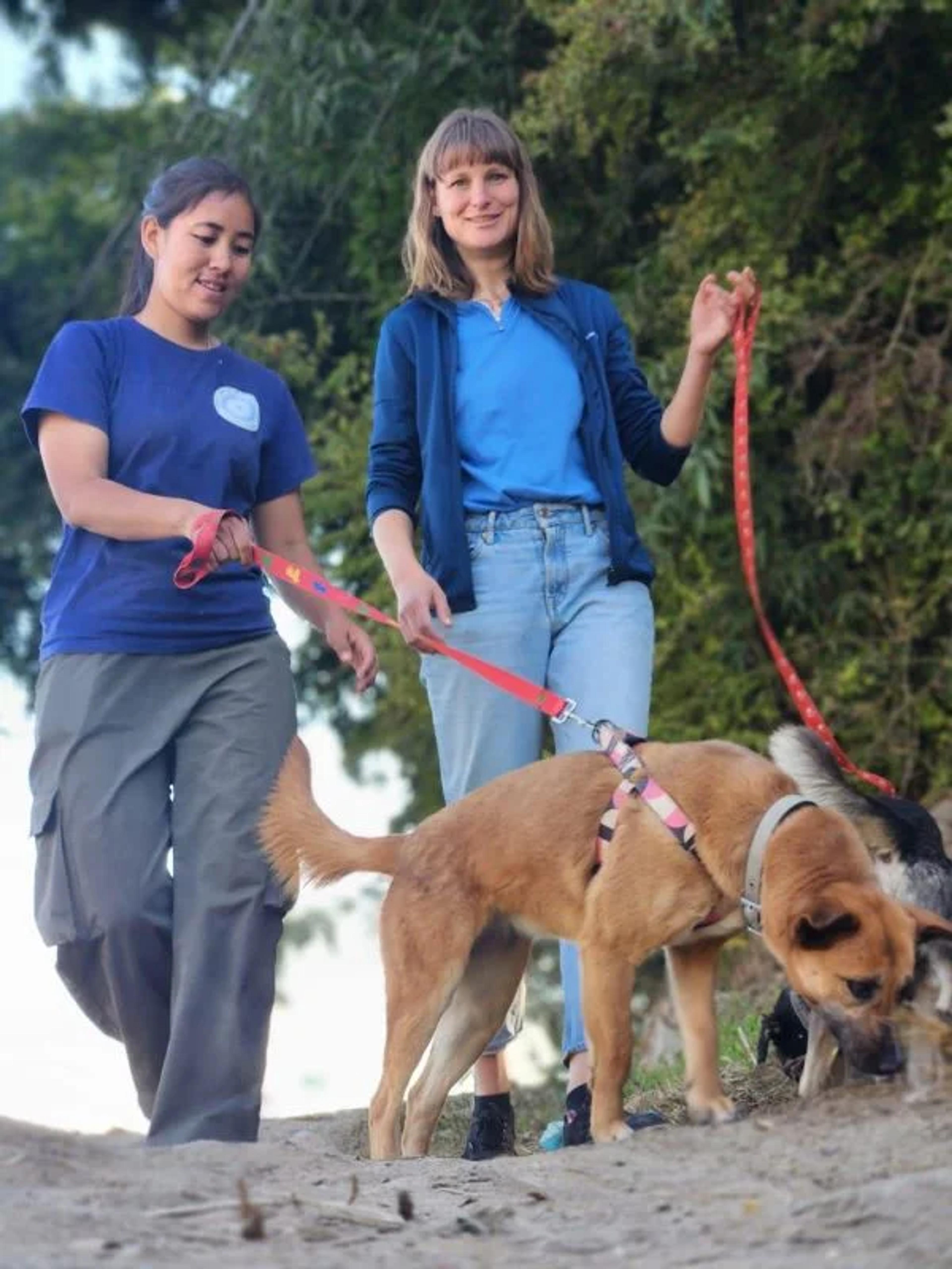 Daily Dog walks for our rescues 