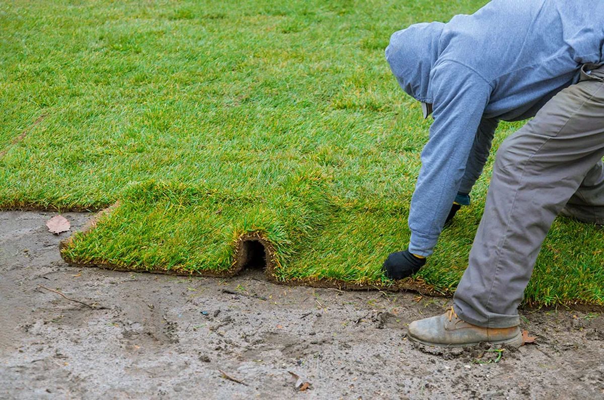 Sod Installation