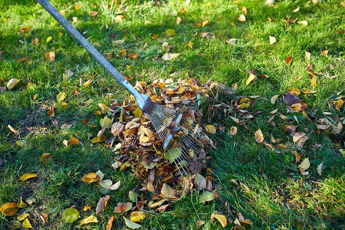 Lawn and Yard Cleanup