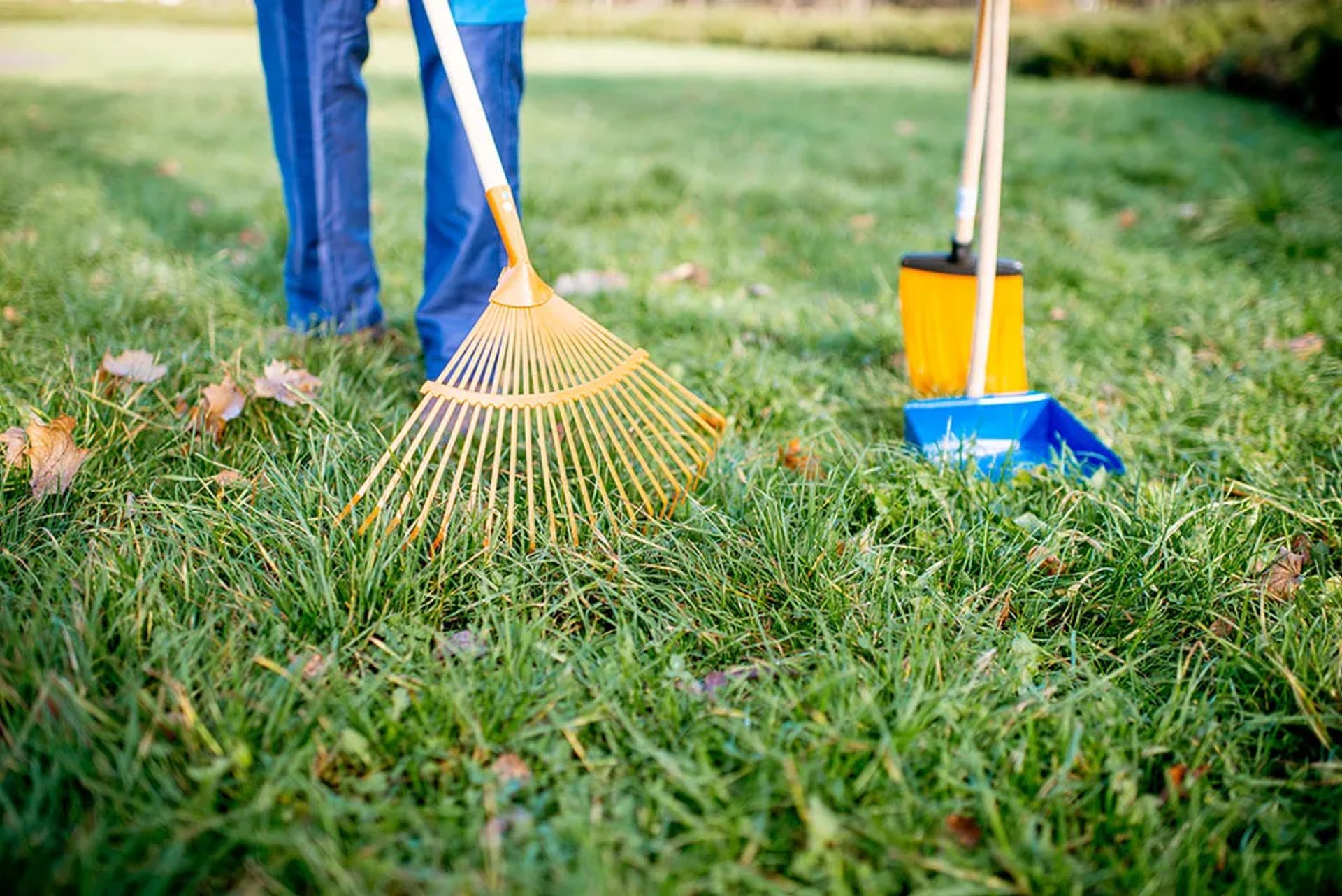 Lawn and Yard Cleanup