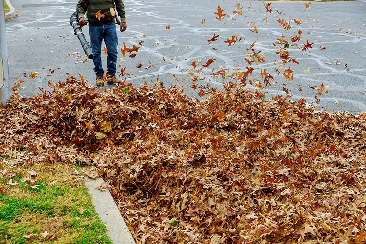 Leaf Clean up