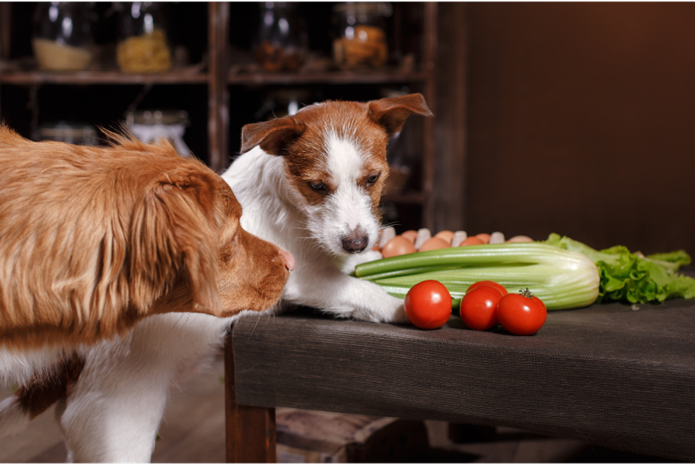 Zwei Hunde beschnuppern Gemüse und Eier auf einem Tisch