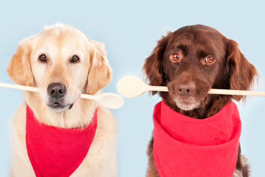 Zwei Hunde mit Kochlöffeln im Maul