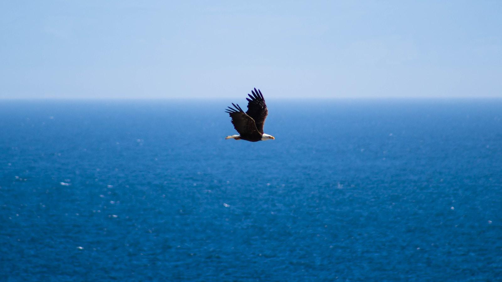 Águia voando sobre o mar azul