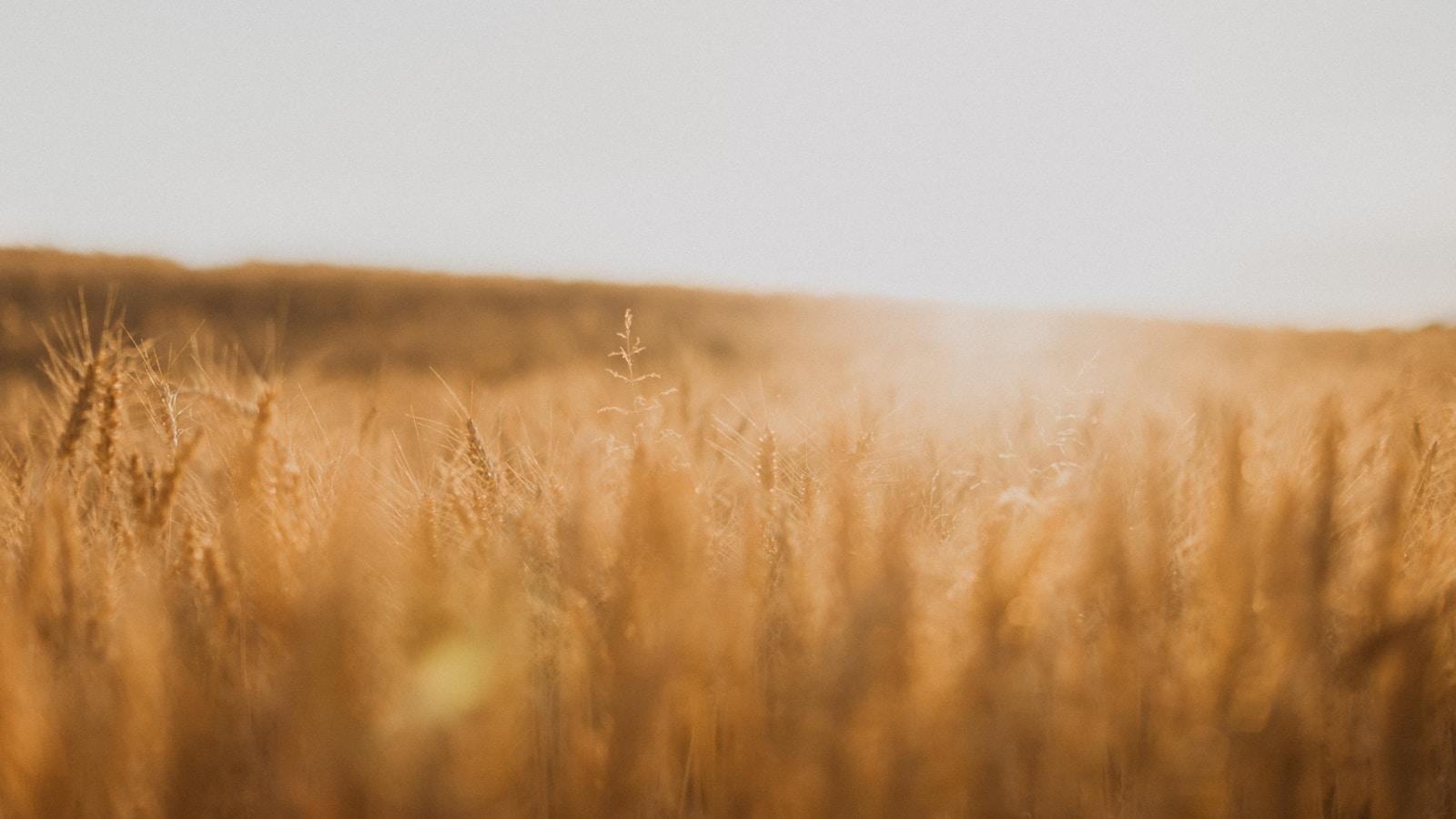 Campo de trigo dourado com a luz do sol ao fundo