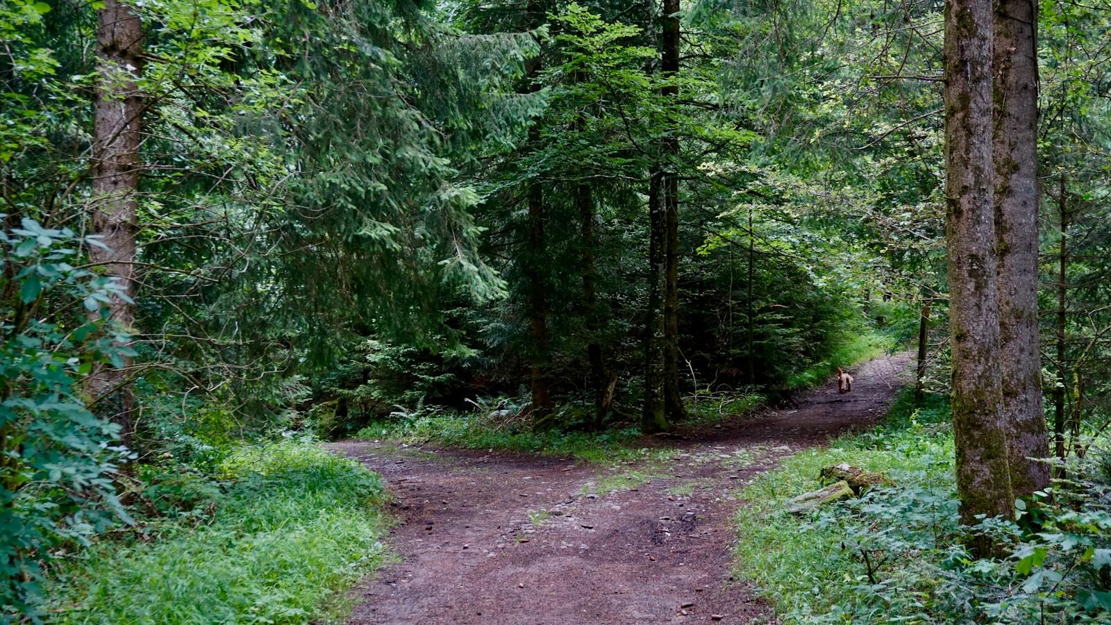Caminho de terra numa floresta de pinheiros que se divide em dois