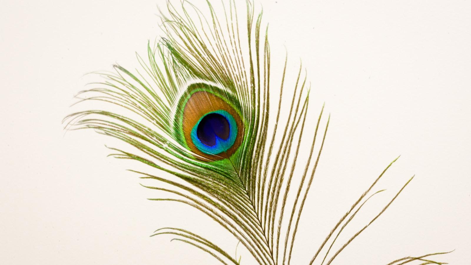 Pena de pavão com o olho azul e verde, sobre fundo claro