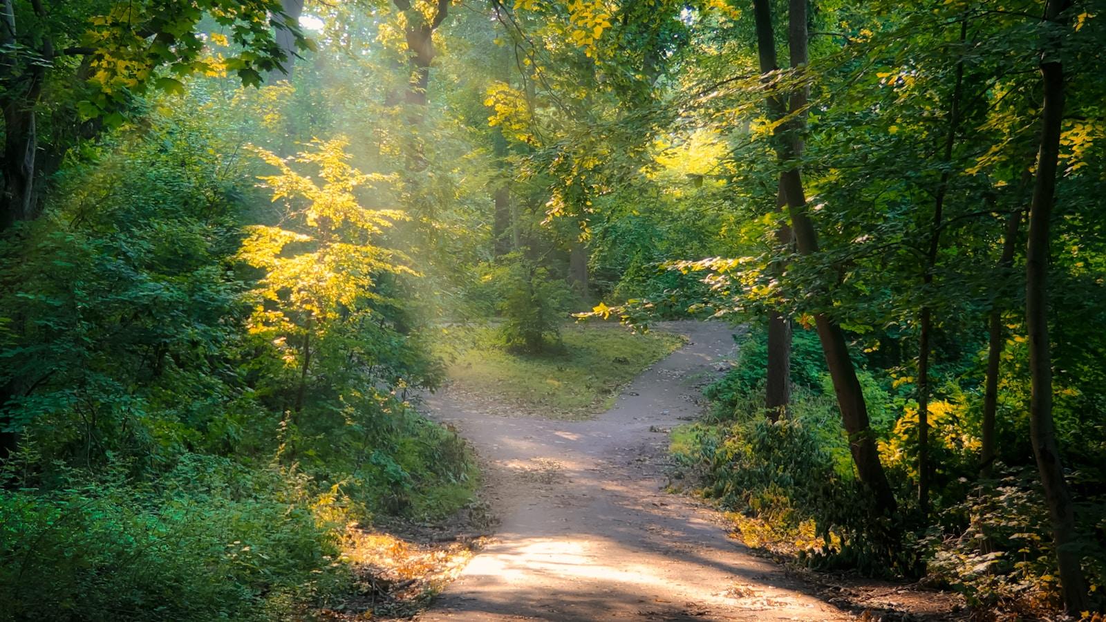 Caminho de terra atravessando uma mata verde, iluminado por raios de sol