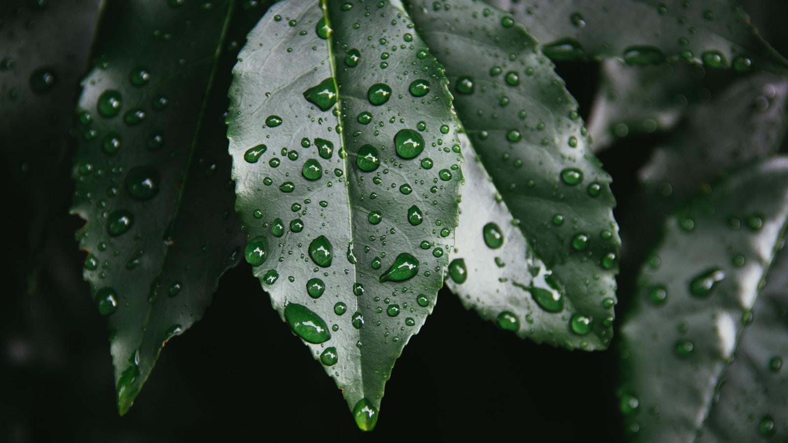 Folha verde coberta de gotas de chuva, em close