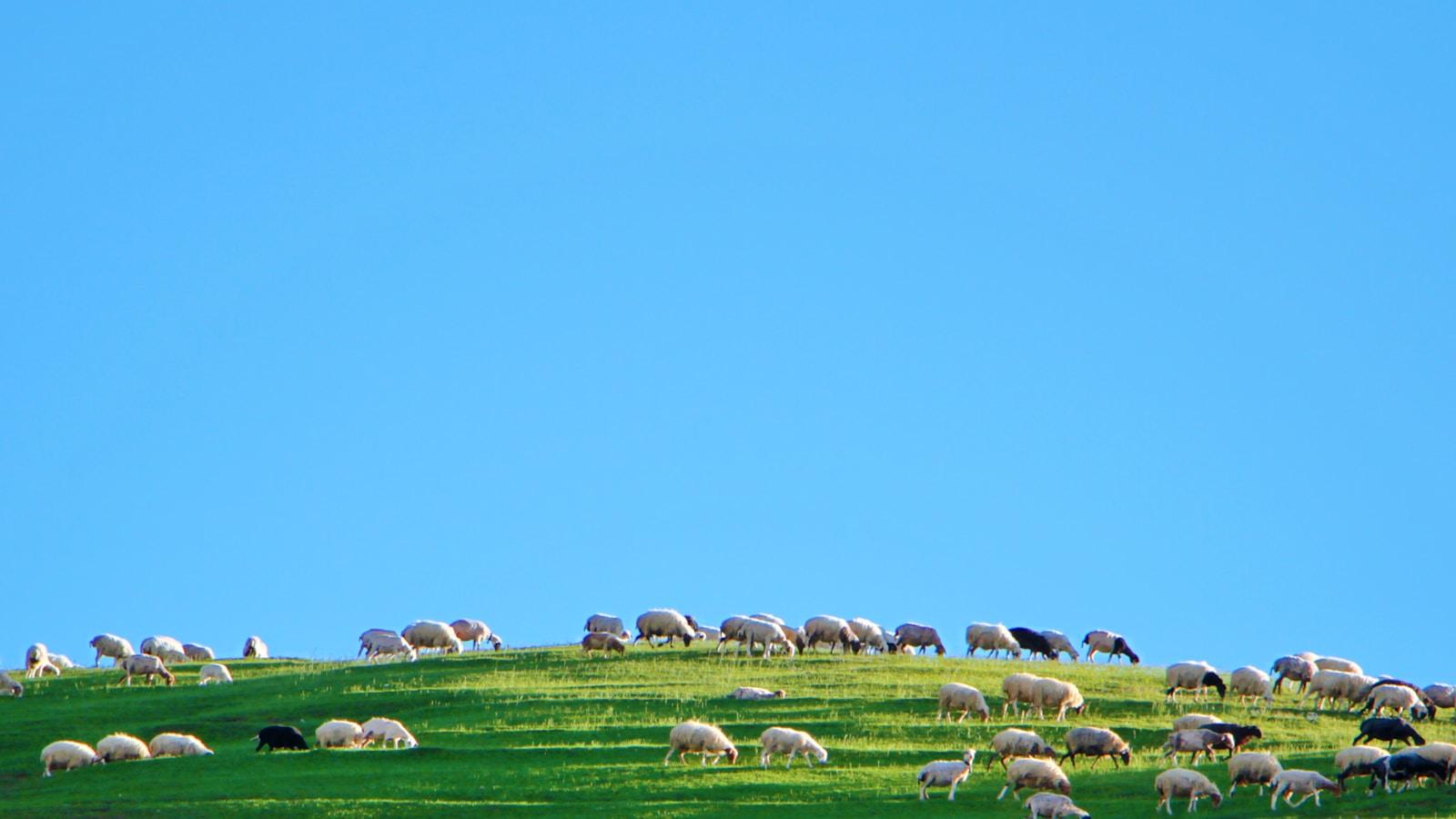 Rebanho de ovelhas pastando no alto de uma colina verde, sob céu azul