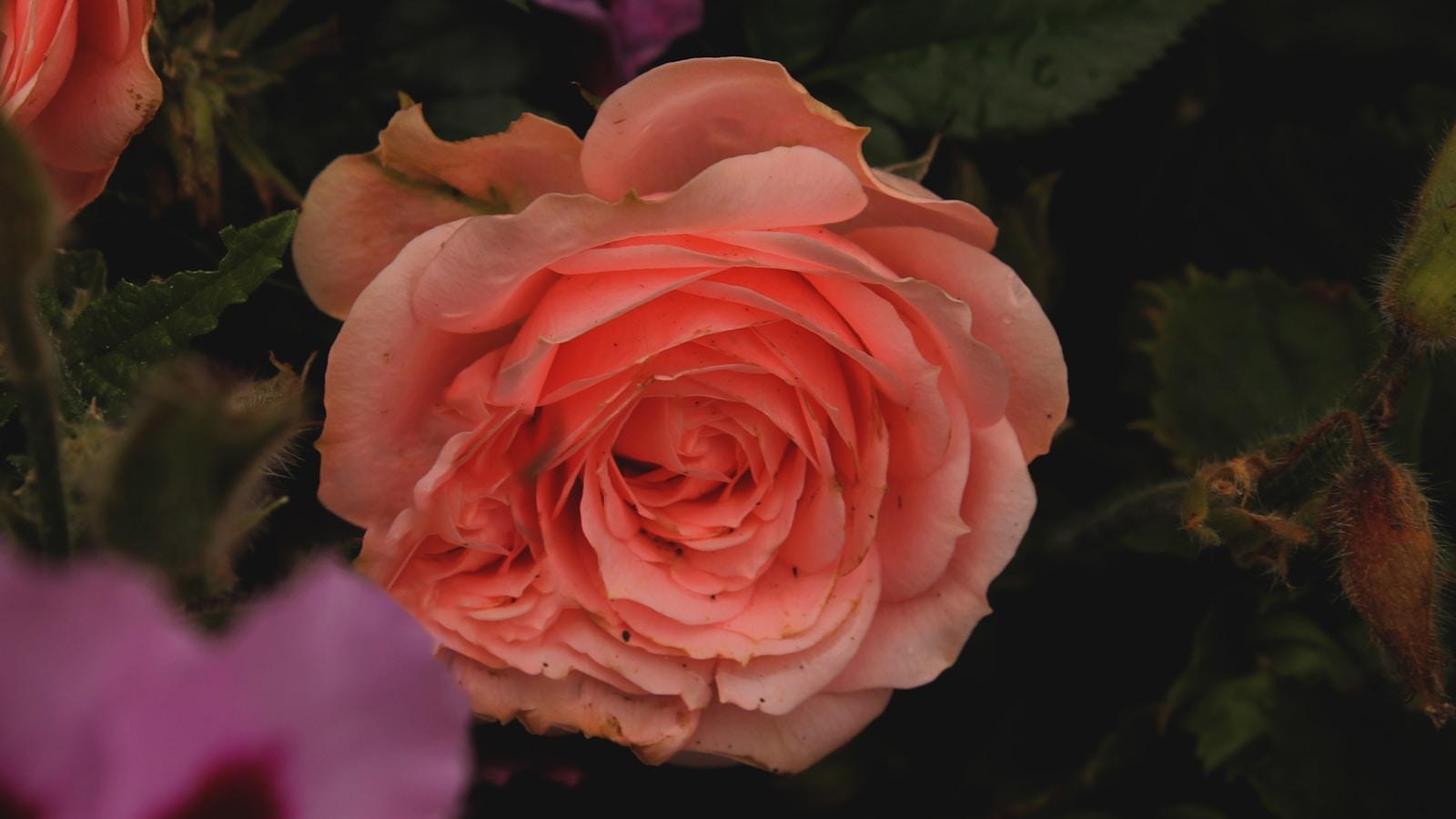 Rosa cor-de-rosa em close, entre folhas verdes