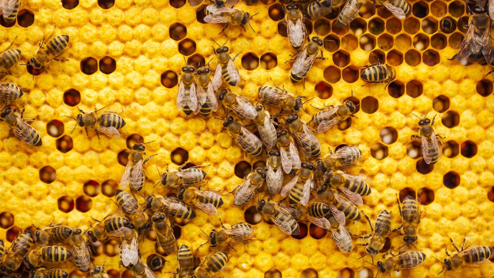 Dezenas de abelhas trabalhando sobre um favo amarelo, entre células abertas e fechadas