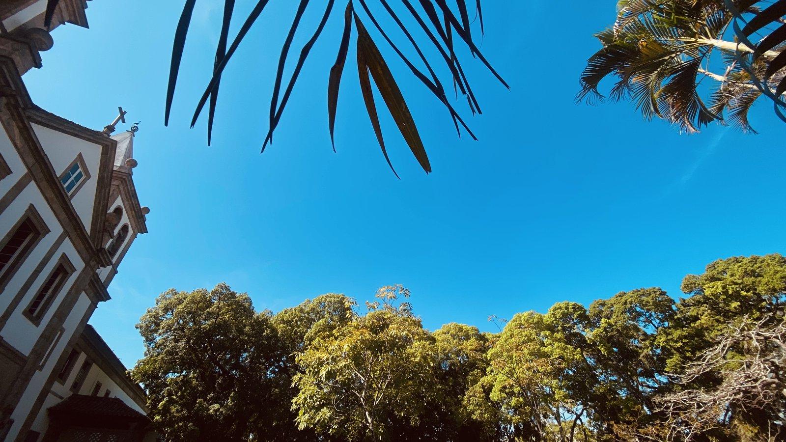 Folha de palmeira contra o céu azul, com a torre de uma igreja ao fundo