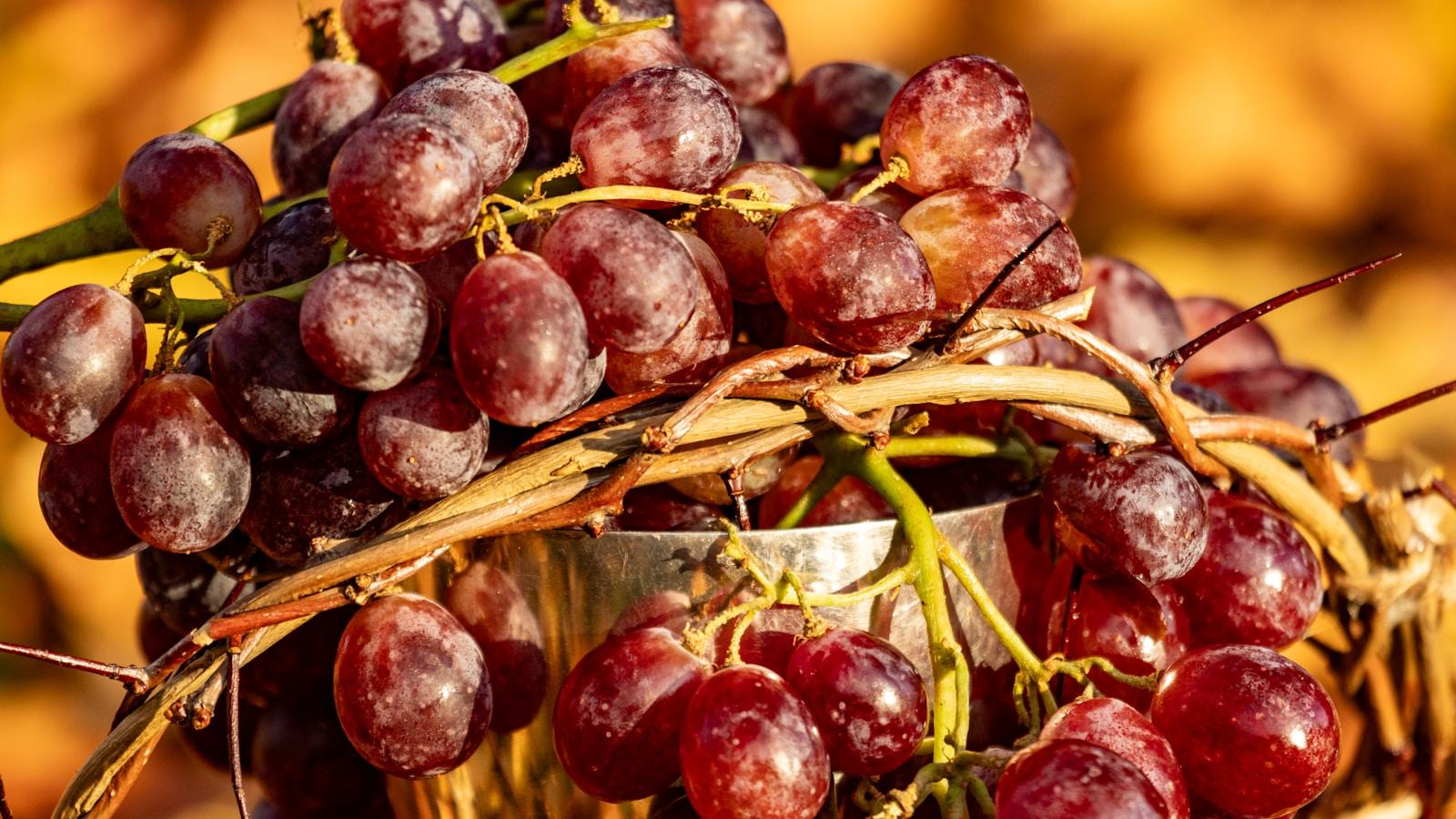 Cacho de uvas vermelhas com ramos sobre uma taça de metal, em luz dourada