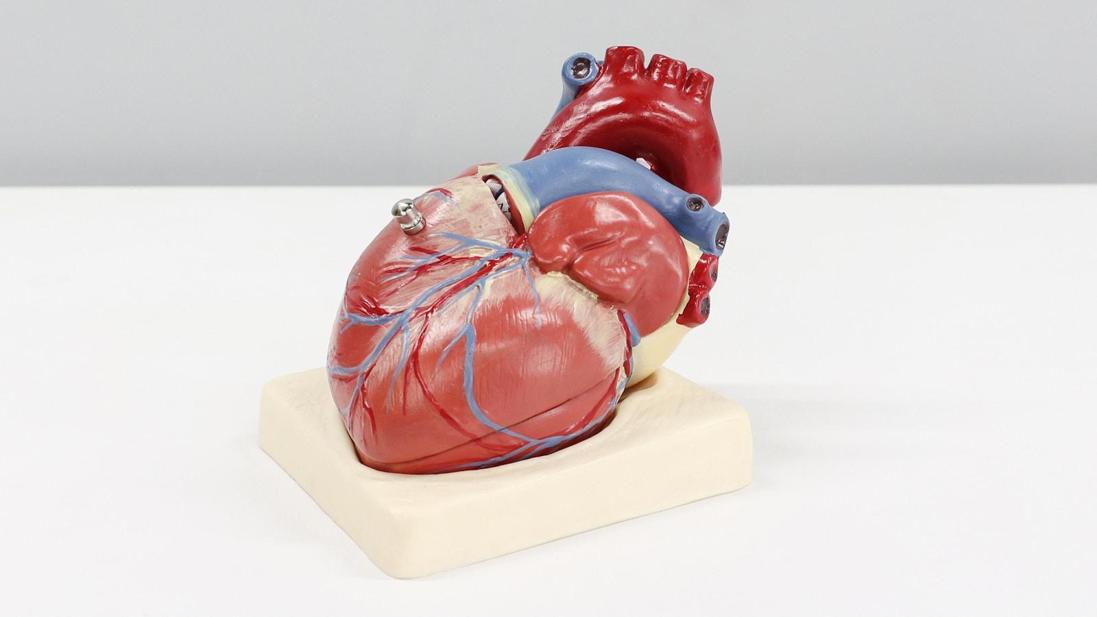 Modelo anatômico de um coração humano sobre uma base