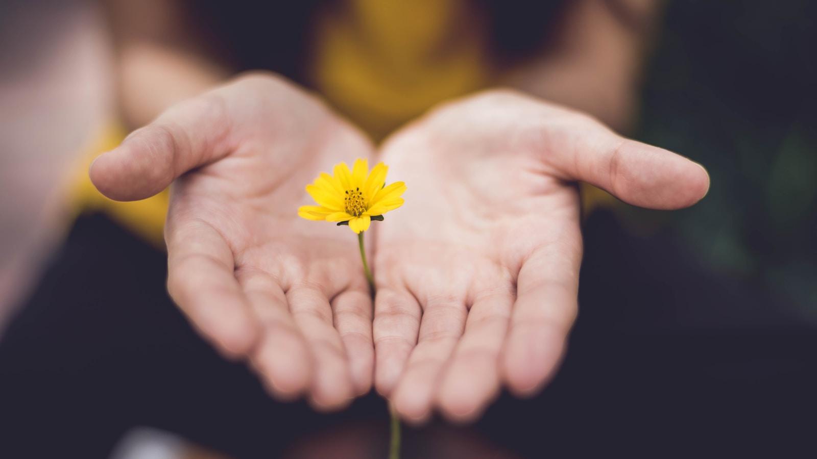 Mãos abertas oferecendo uma pequena flor amarela