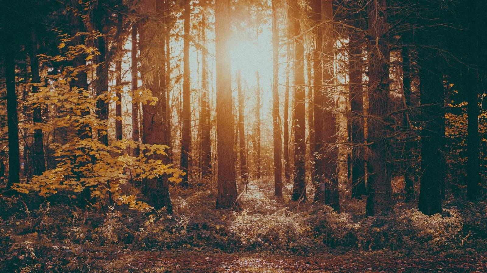 Floresta de outono com o sol atravessando as árvores