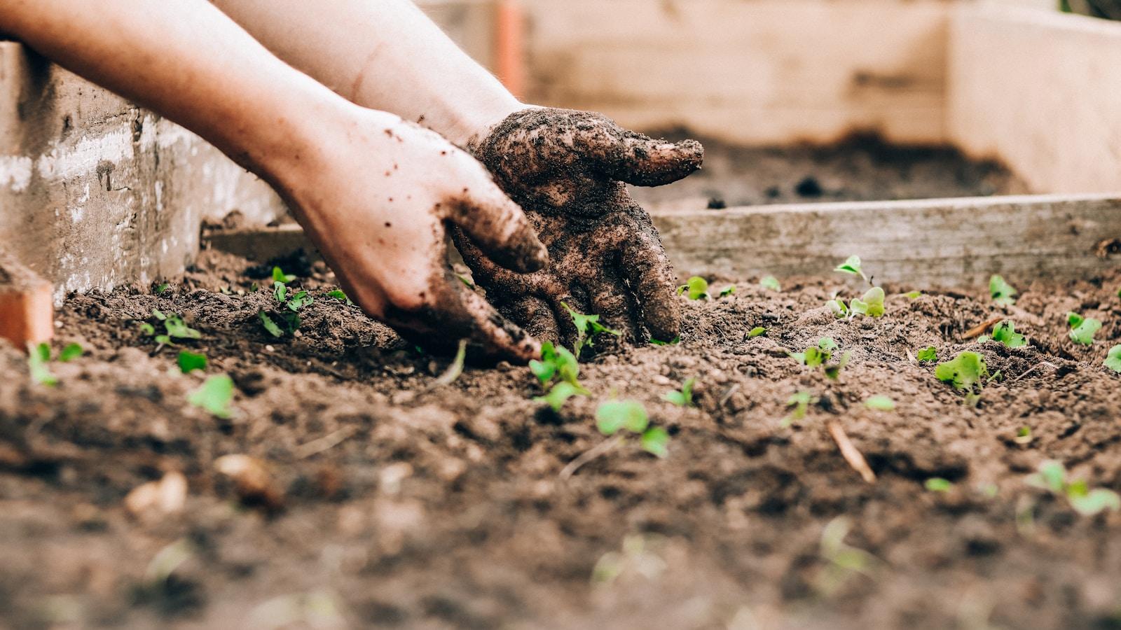 Mãos com terra plantando mudas numa horta