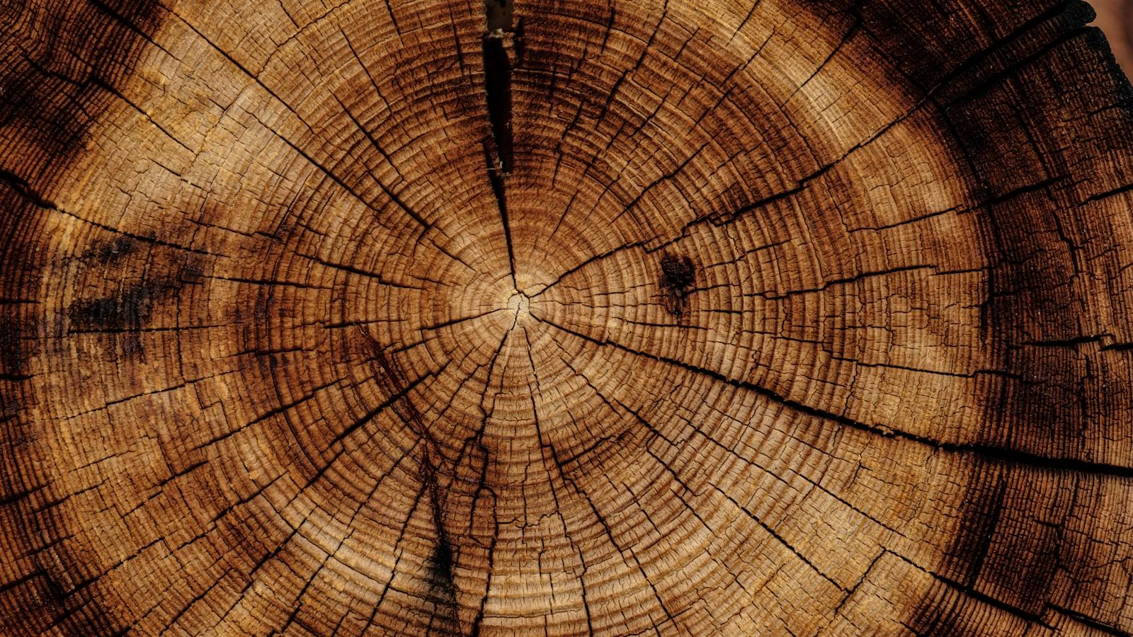 Anéis de crescimento no corte de um tronco de árvore