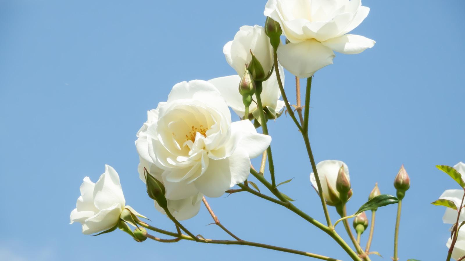 Rosas brancas em ramos contra o céu azul