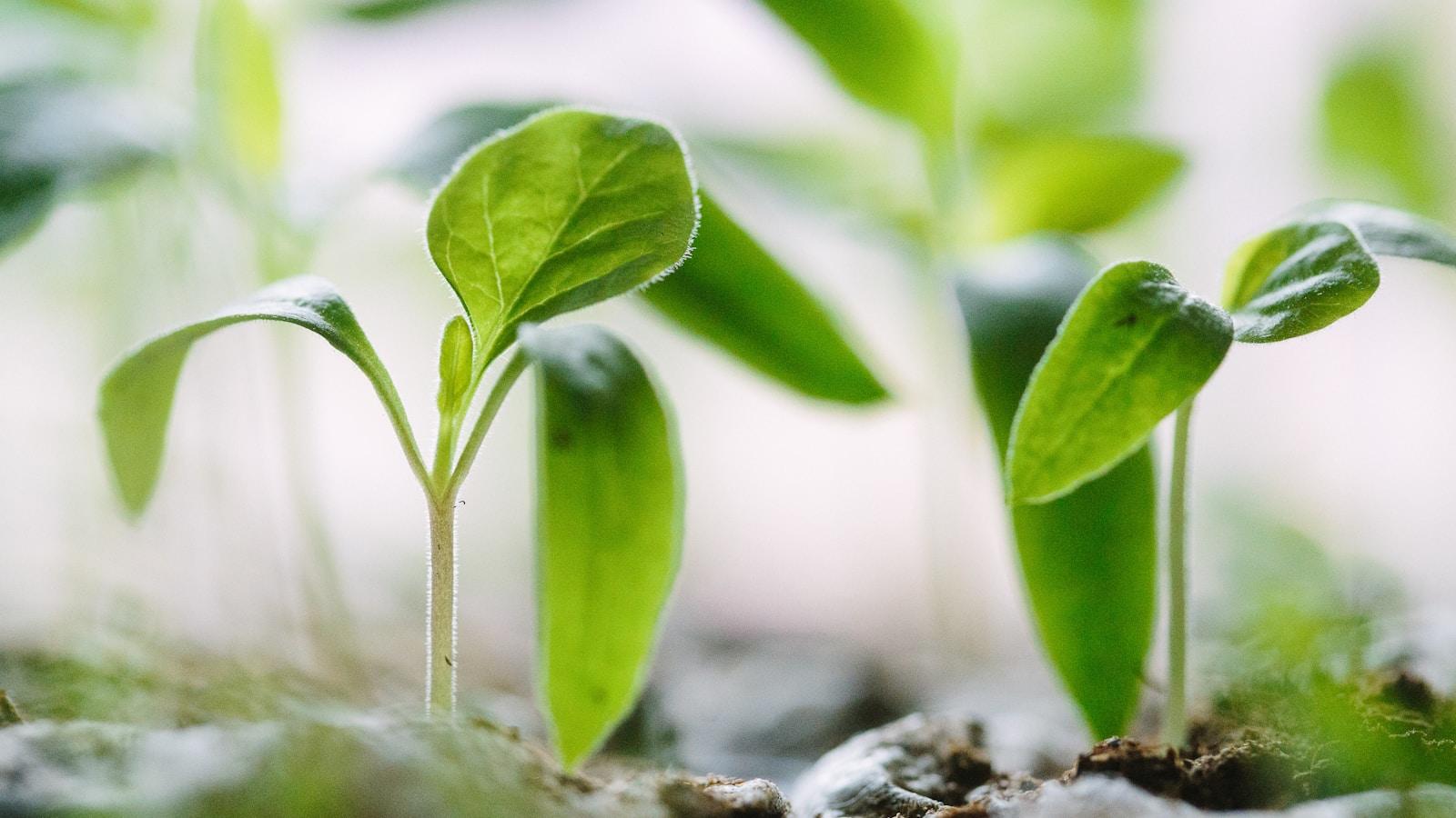 Mudas verdes recém-brotadas em close, com luz suave ao fundo