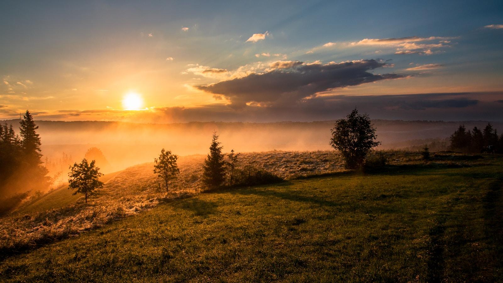 Nascer do sol sobre um campo com névoa, entre pinheiros