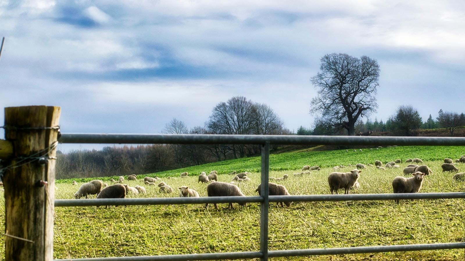 Ovelhas pastando num campo verde atrás de um portão de metal
