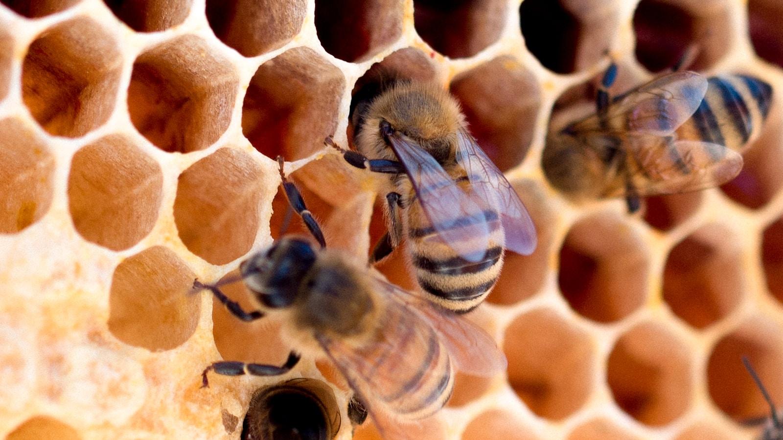 Abelha em close sobre as células hexagonais de um favo, com outras duas abelhas ao redor