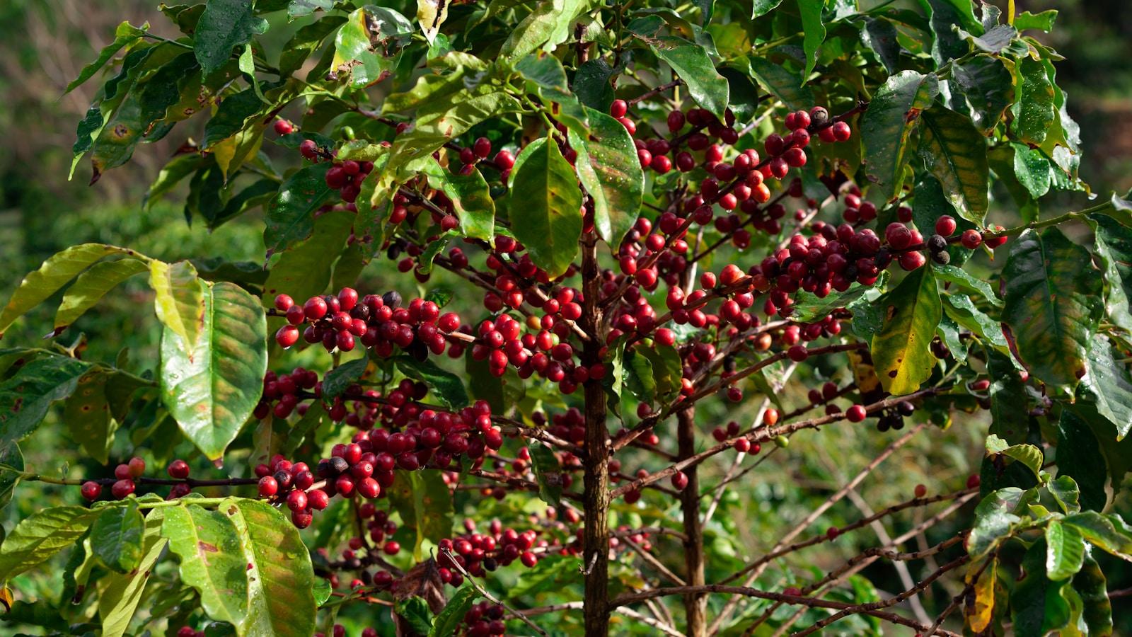 Pé de café carregado de frutos vermelhos entre folhas verdes