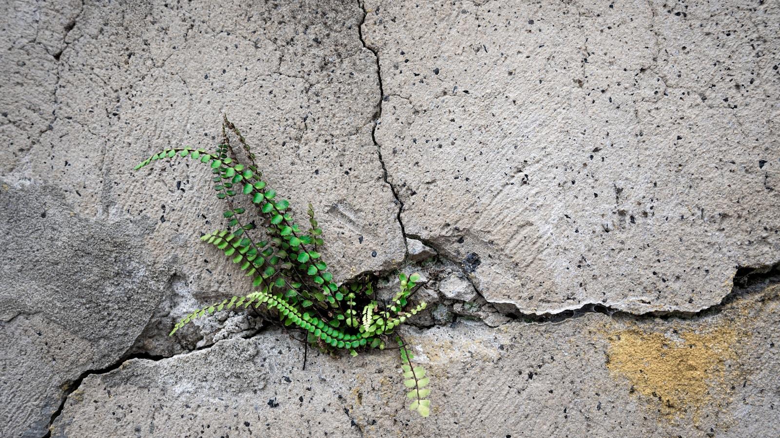 Planta verde brotando de uma rachadura numa parede de concreto